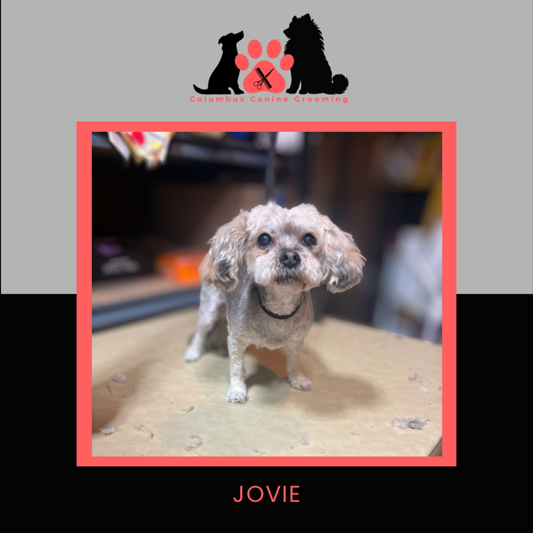 Columbus Canine Grooming temp 3 - 66.PNG