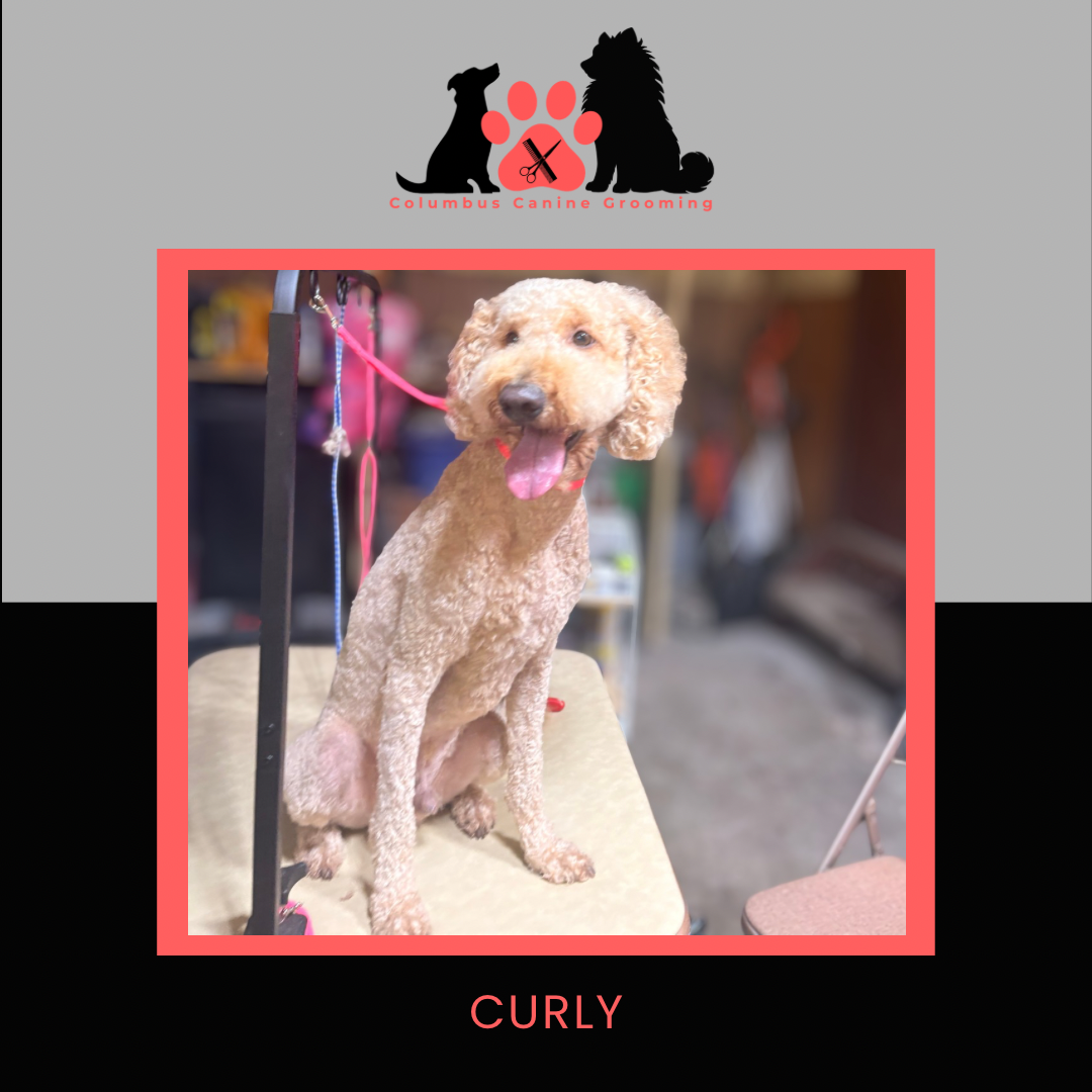 Columbus Canine Grooming temp 3 - 28.PNG