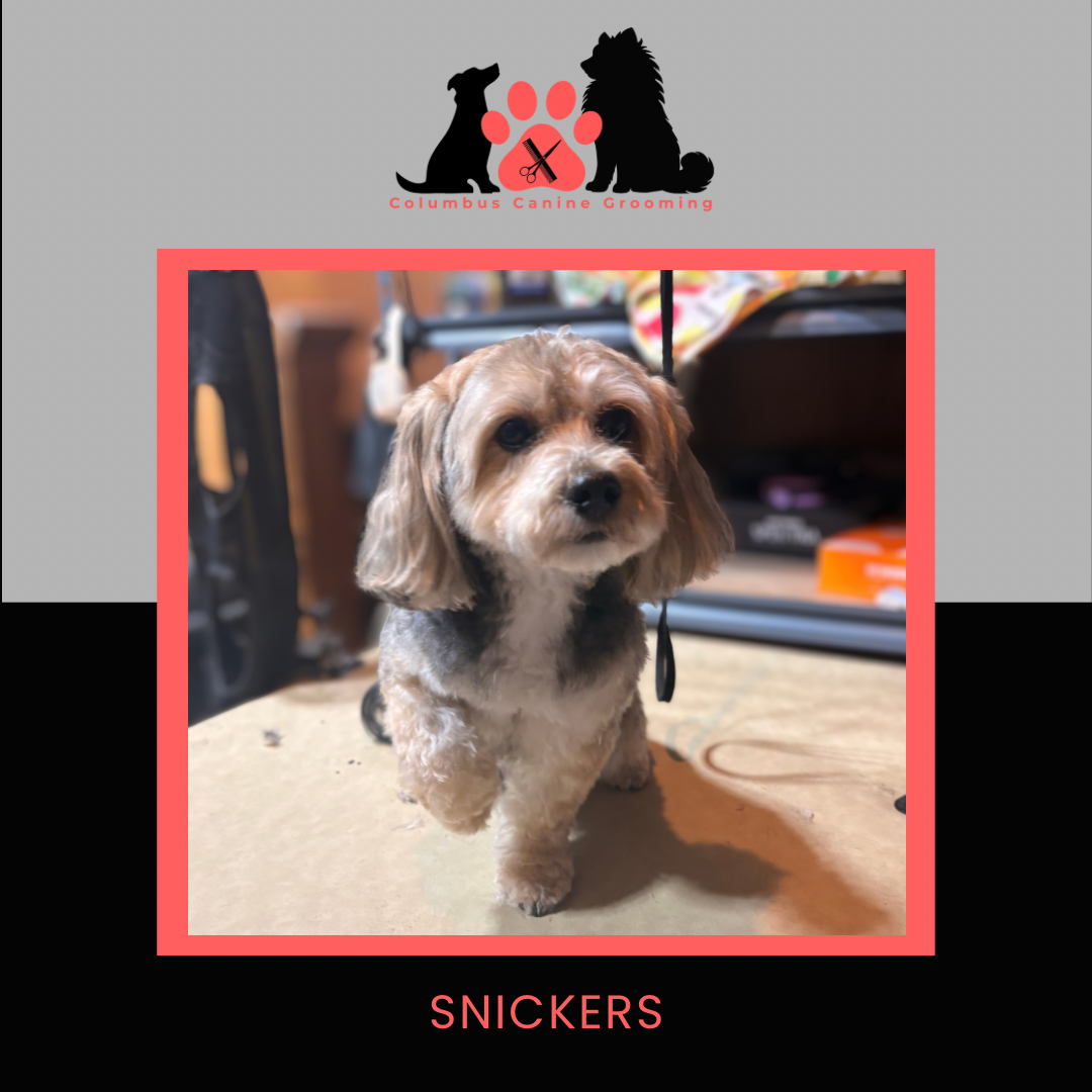Columbus Canine Grooming temp 3 - 64.PNG