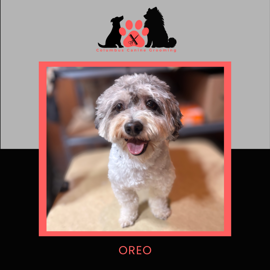 Columbus Canine Grooming temp 3 - 55.PNG