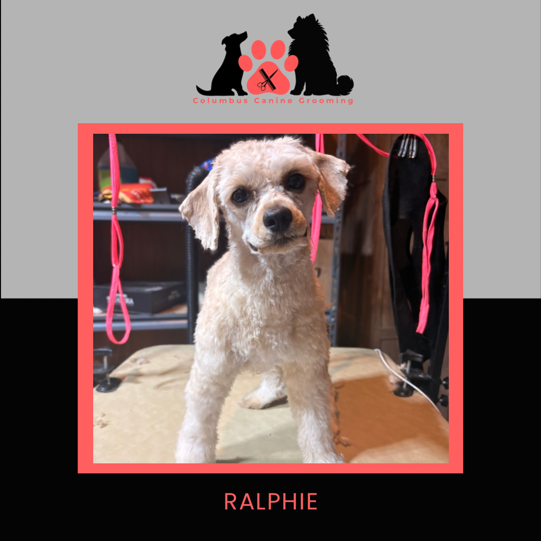 Columbus Canine Grooming temp 3 - 11.PNG