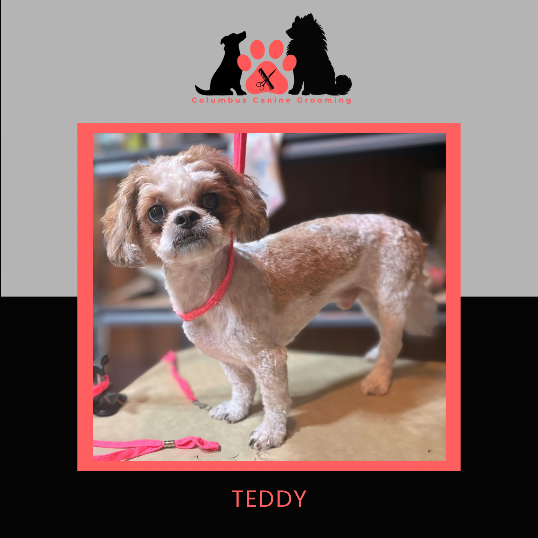 Columbus Canine Grooming temp 3 - 31.PNG