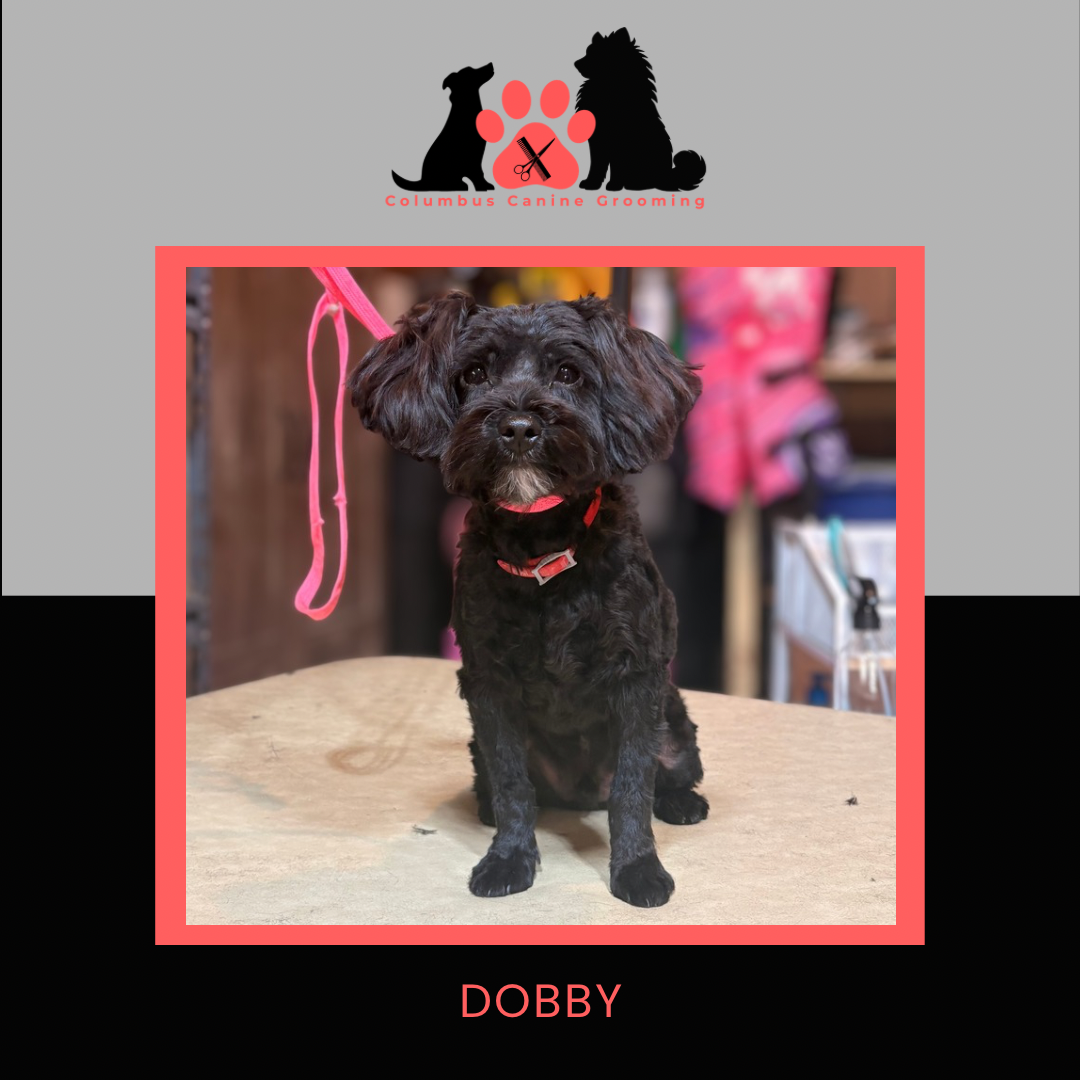 Columbus Canine Grooming temp 3 - 12.PNG
