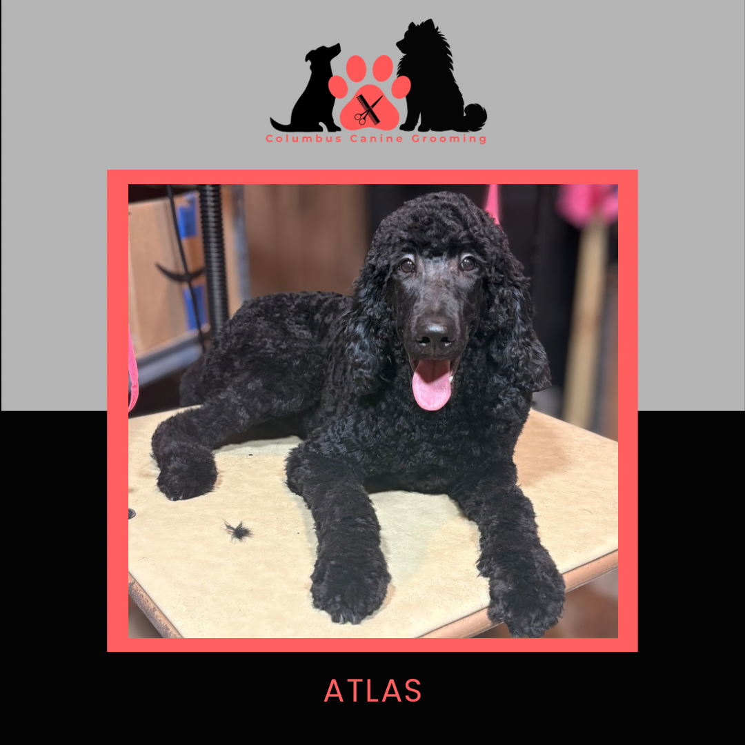 Columbus Canine Grooming temp 3 - 13.PNG