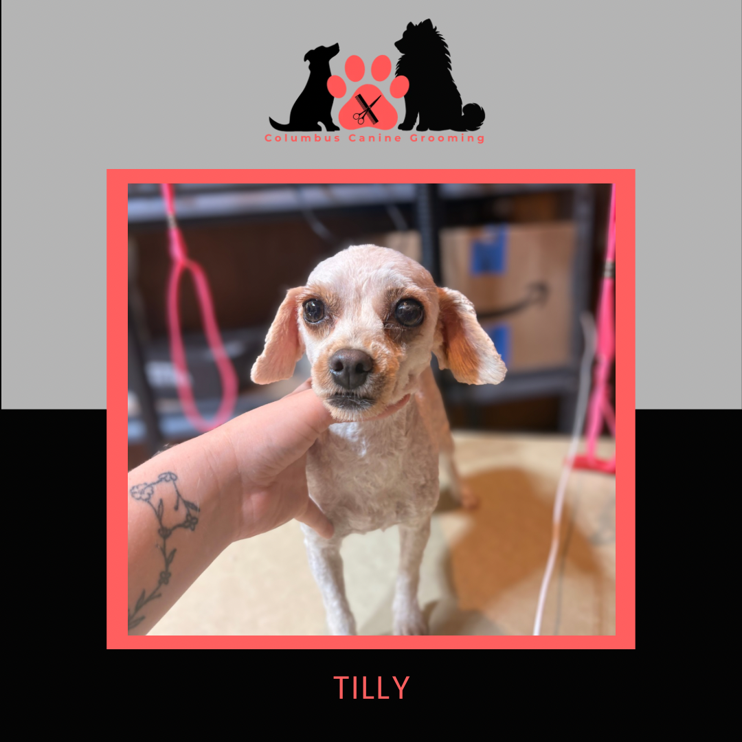 Columbus Canine Grooming temp 3 - 4.PNG
