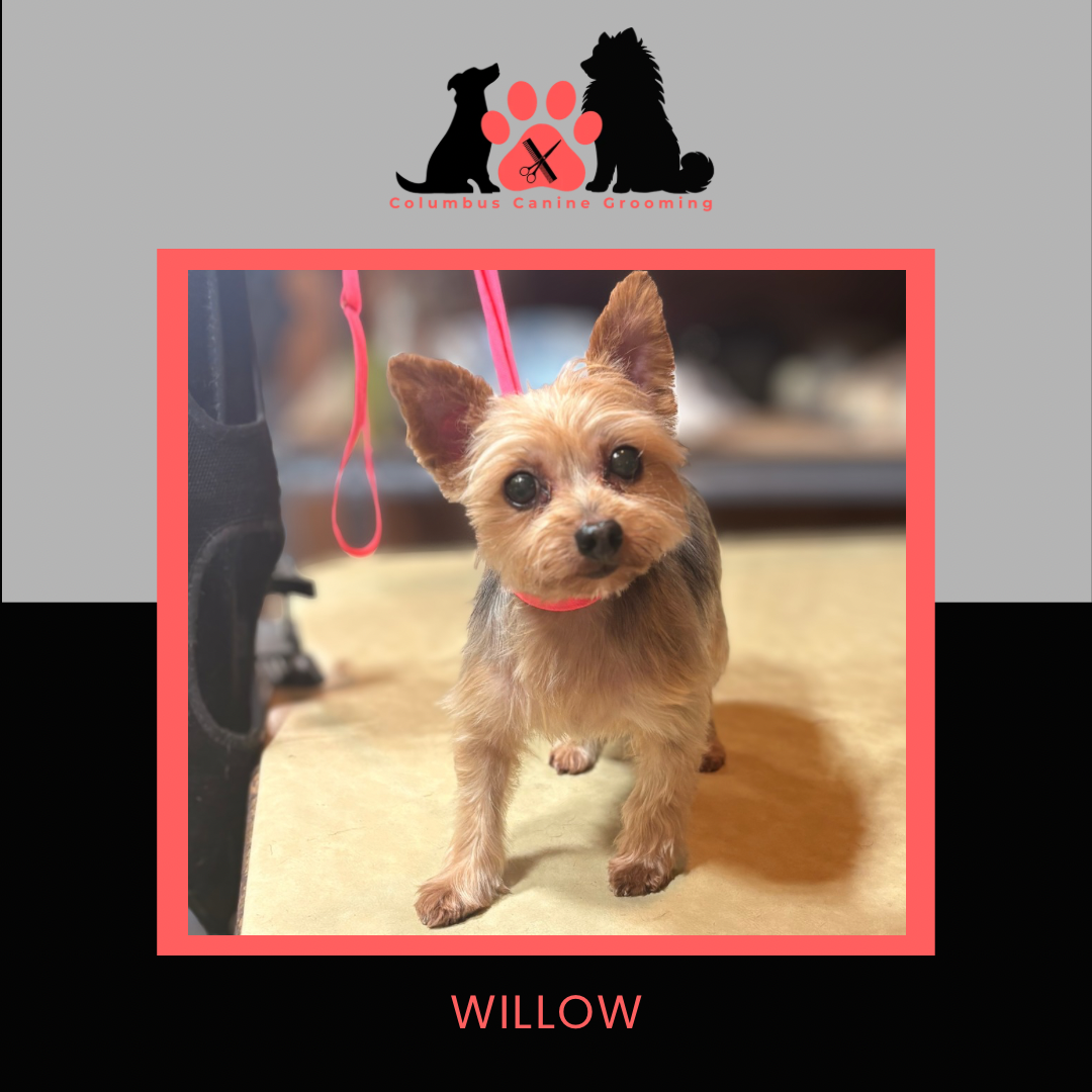 Columbus Canine Grooming temp 3 - 41.PNG
