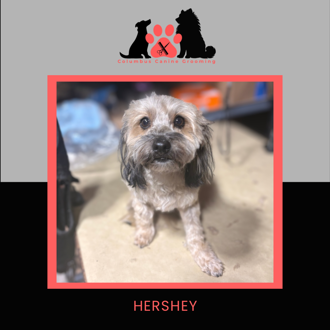 Columbus Canine Grooming temp 3 - 1 5.PNG