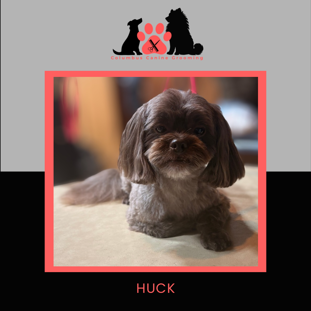 Columbus Canine Grooming temp 3 - 1.PNG