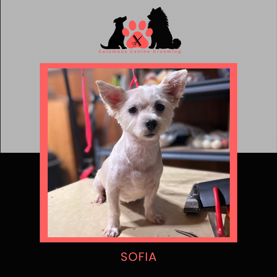 Columbus Canine Grooming temp 3 - 26.PNG