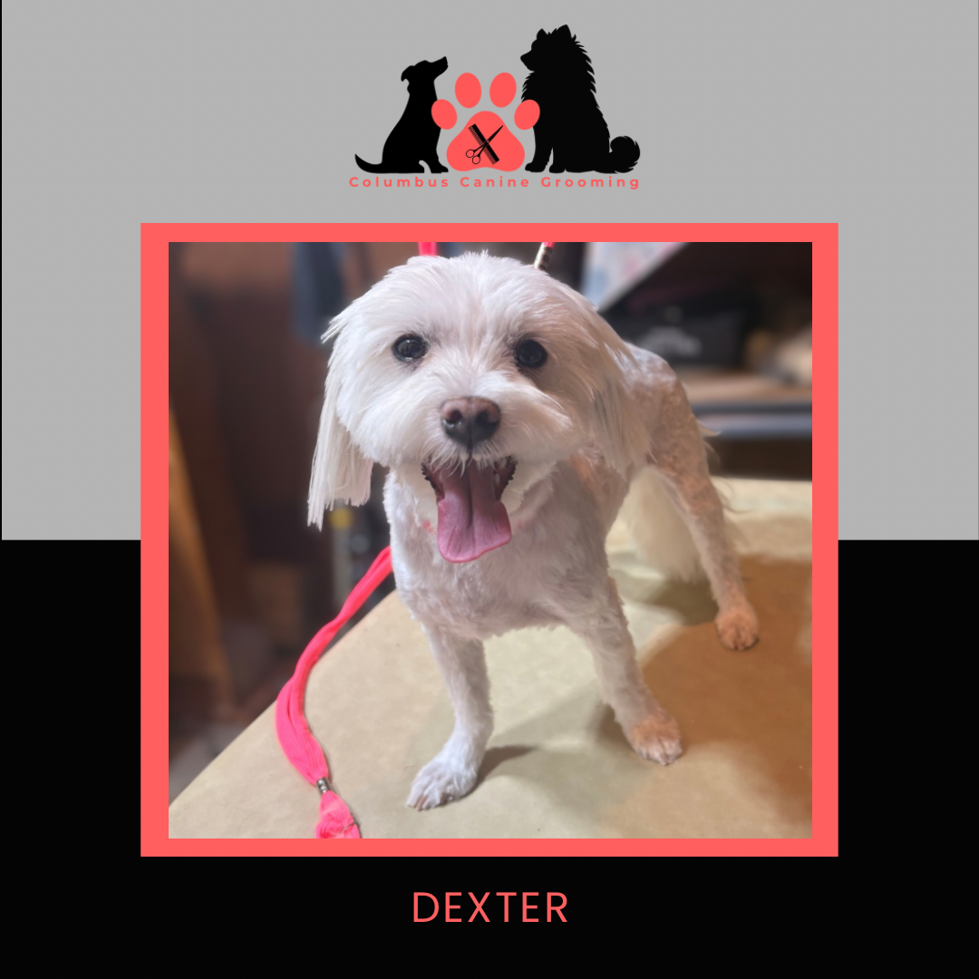 Columbus Canine Grooming temp 3 - 30.PNG