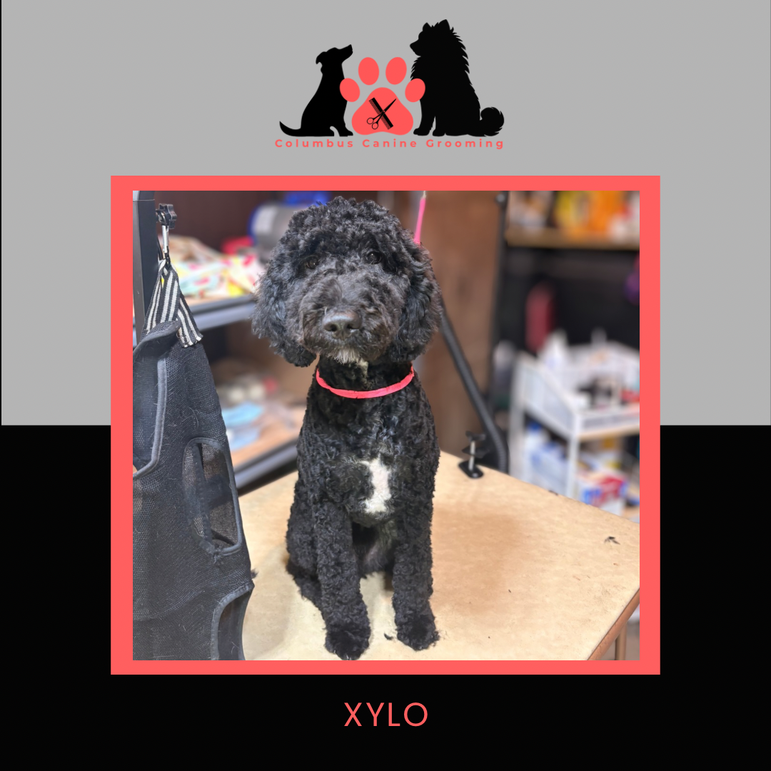 Columbus Canine Grooming temp 3 - 1 2.PNG