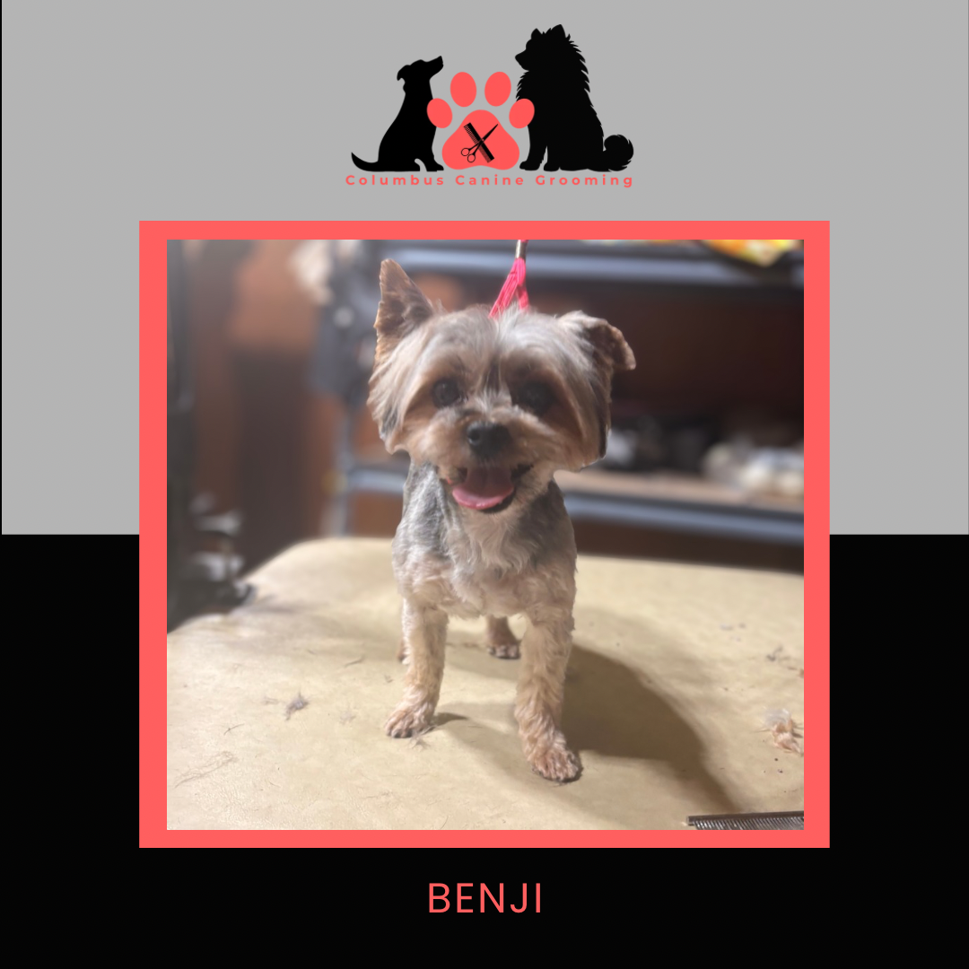 Columbus Canine Grooming temp 3 - 49.PNG