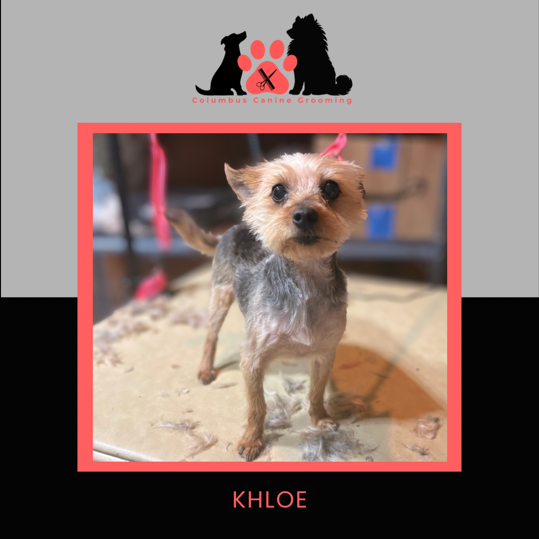 Columbus Canine Grooming temp 3 - 7.PNG