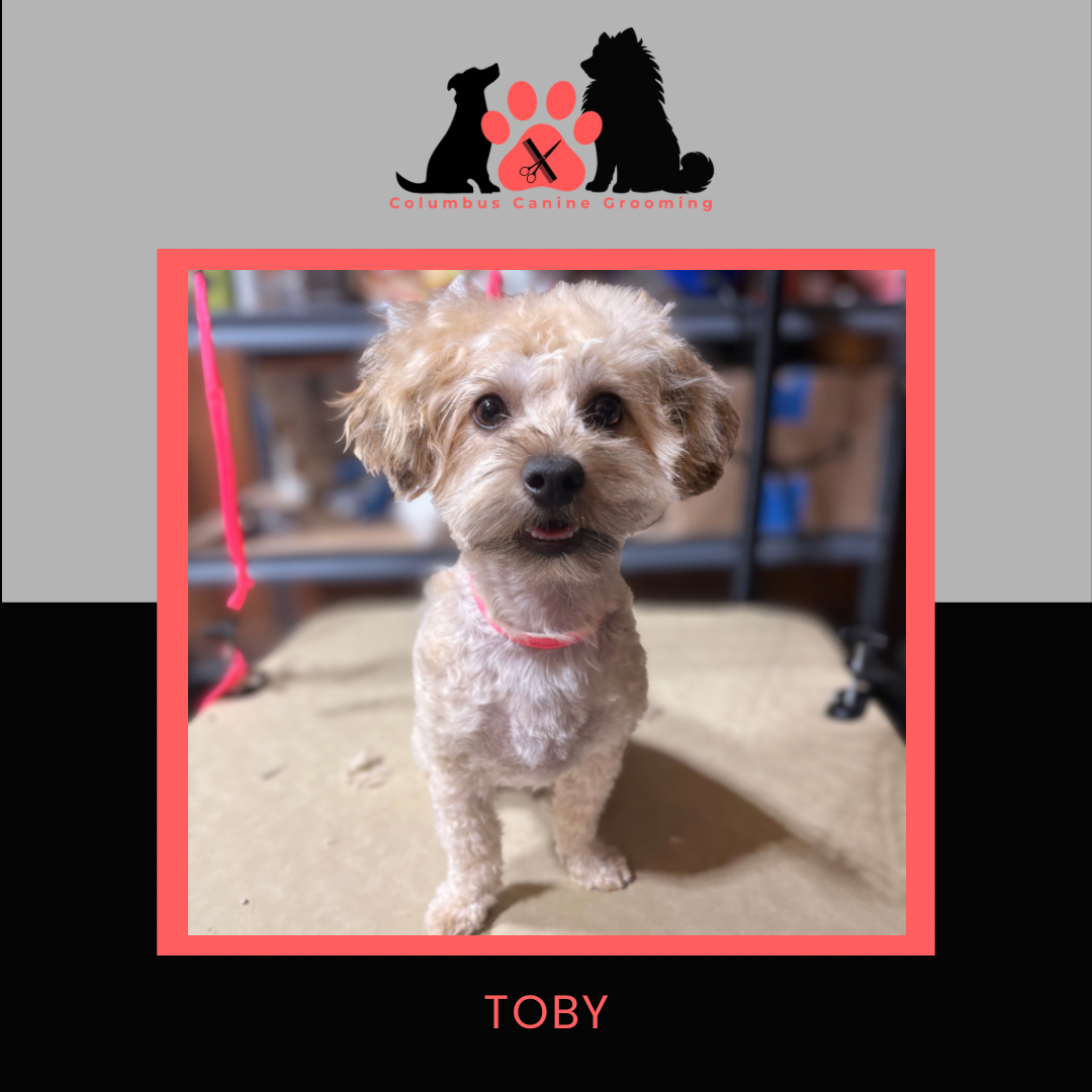 Columbus Canine Grooming temp 3 - 22.PNG