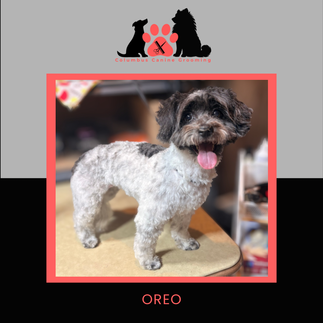 Columbus Canine Grooming temp 3 - 57.PNG