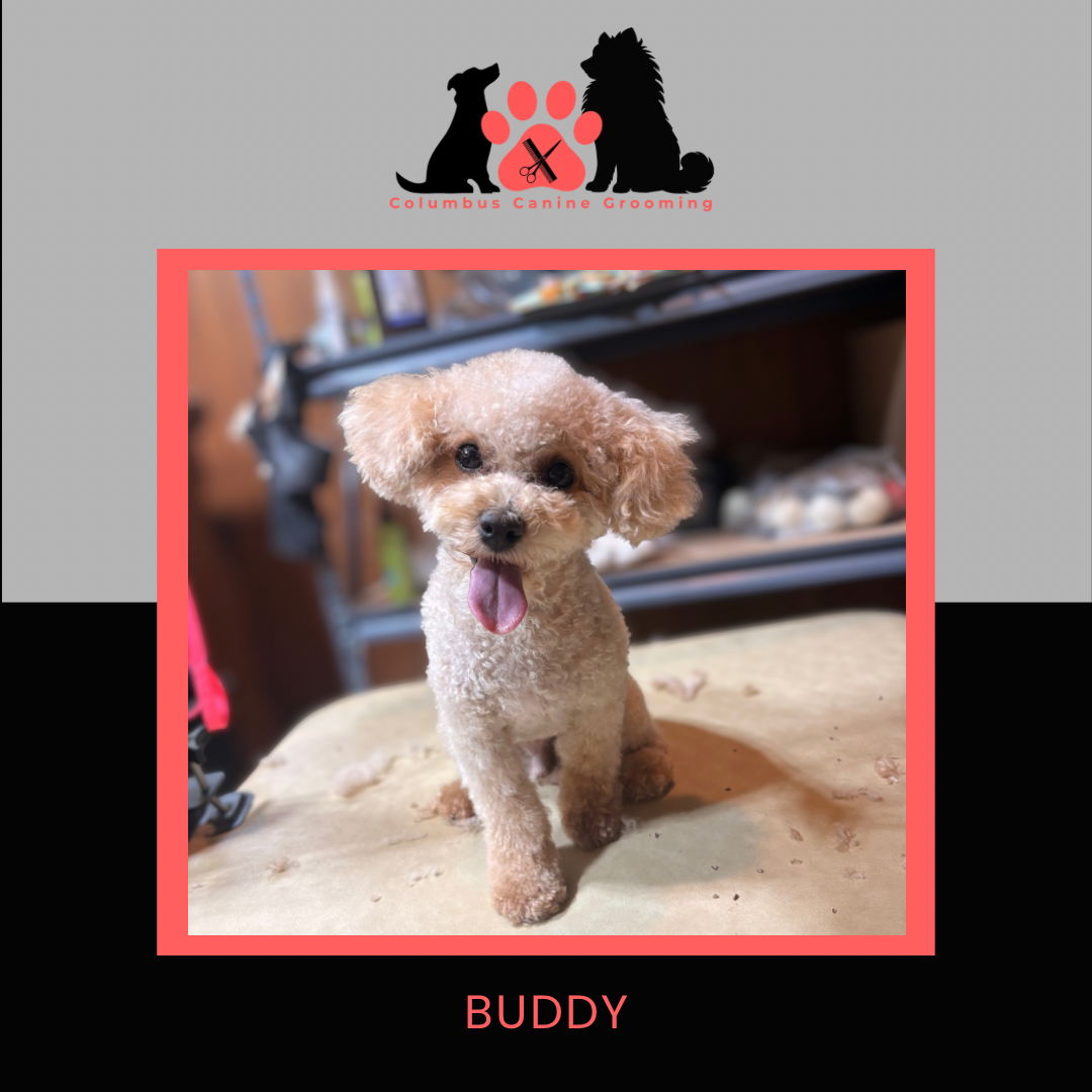 Columbus Canine Grooming temp 3 - 42.PNG