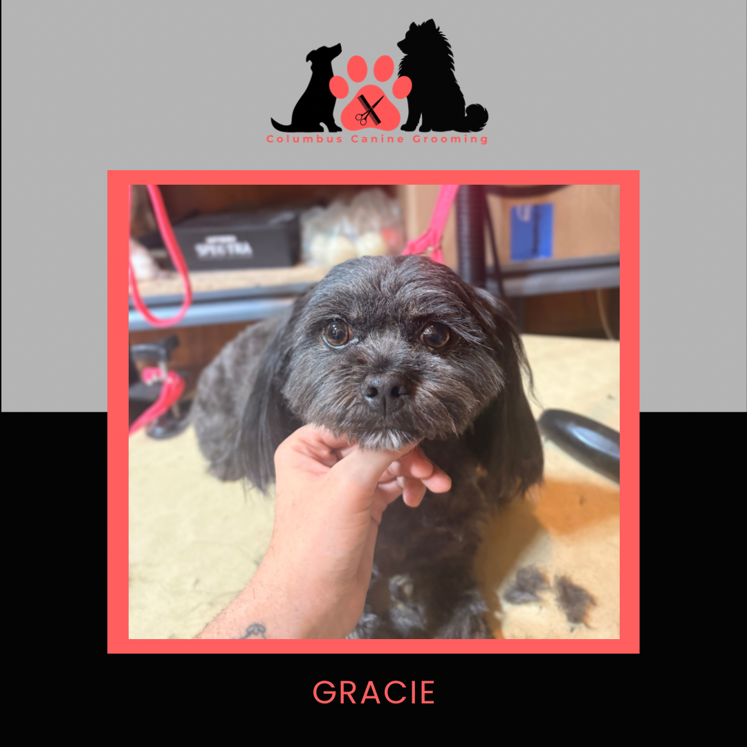 Columbus Canine Grooming temp 3 - 6.PNG