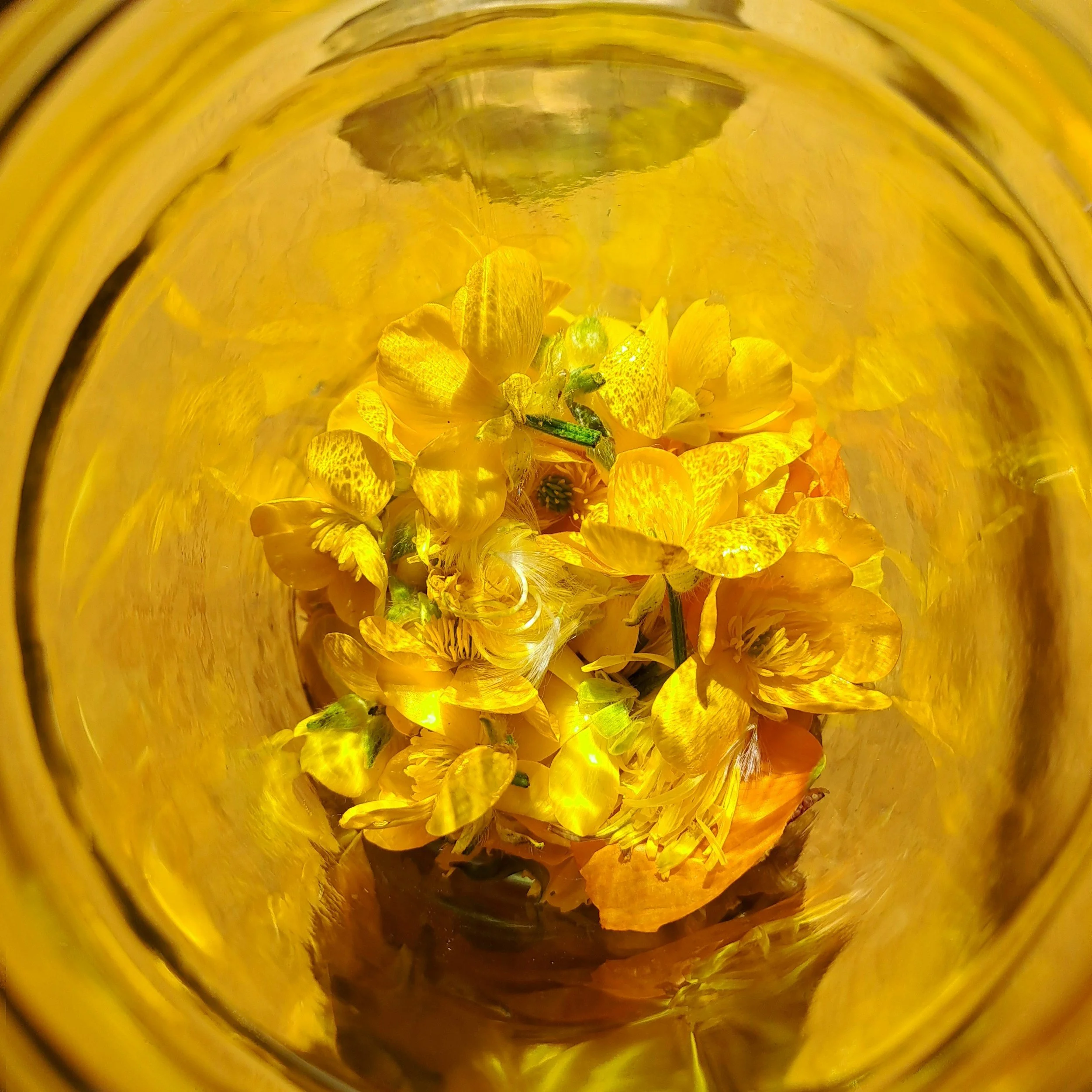 first light cleanser oil infusion