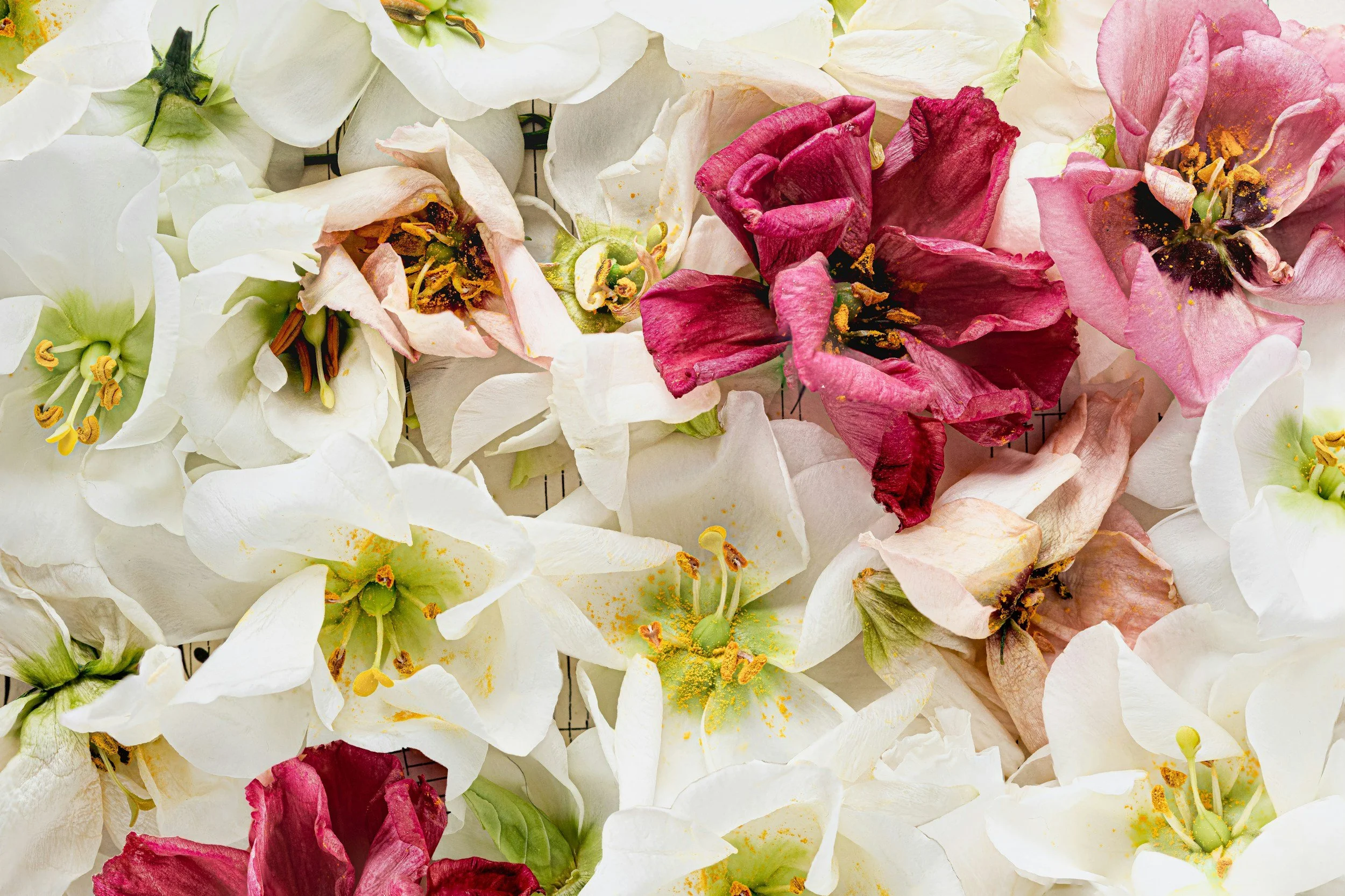 sunlit nectar ritual essential oil scent