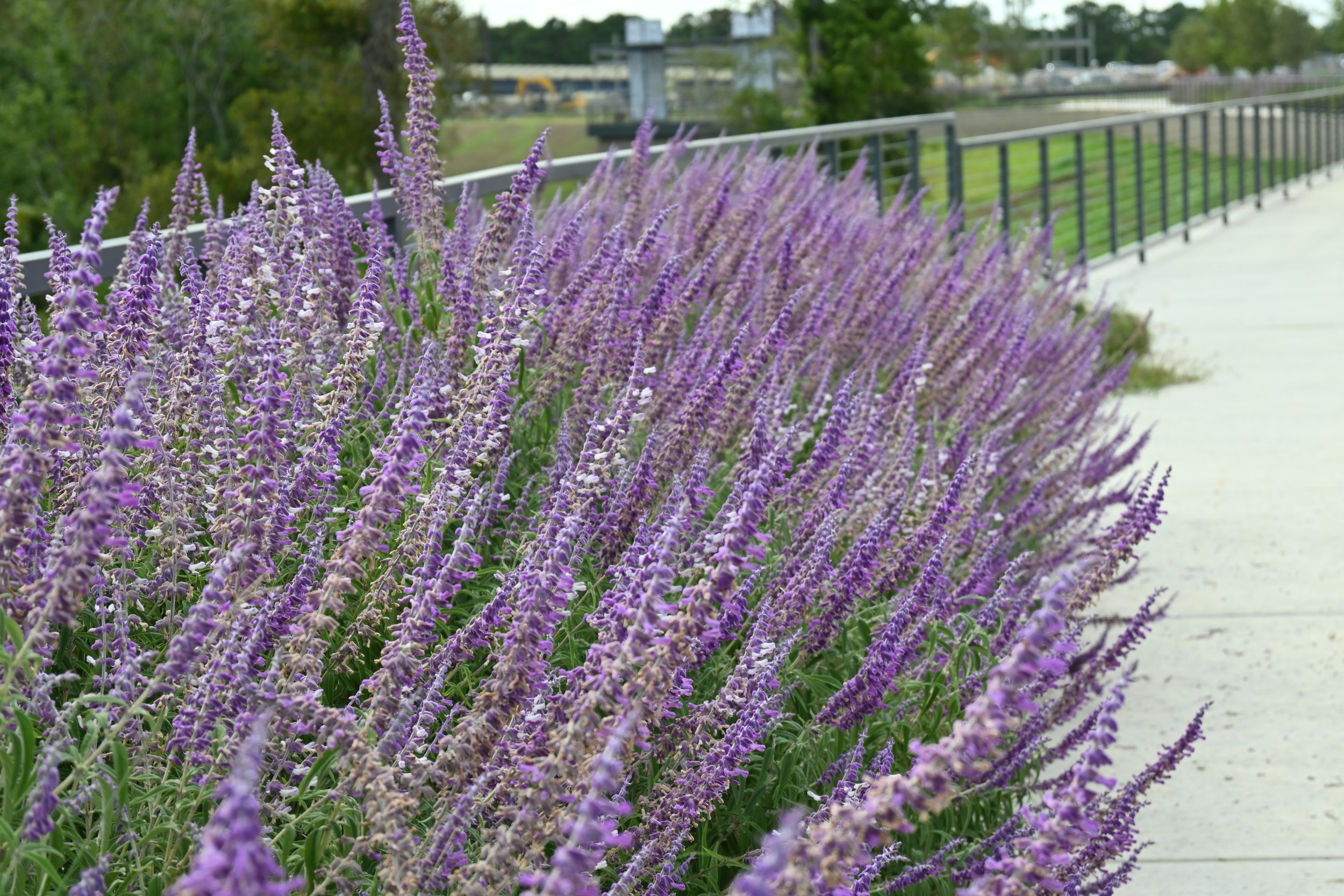 Flyway Park Landscape & Hardscape // Webster, TX