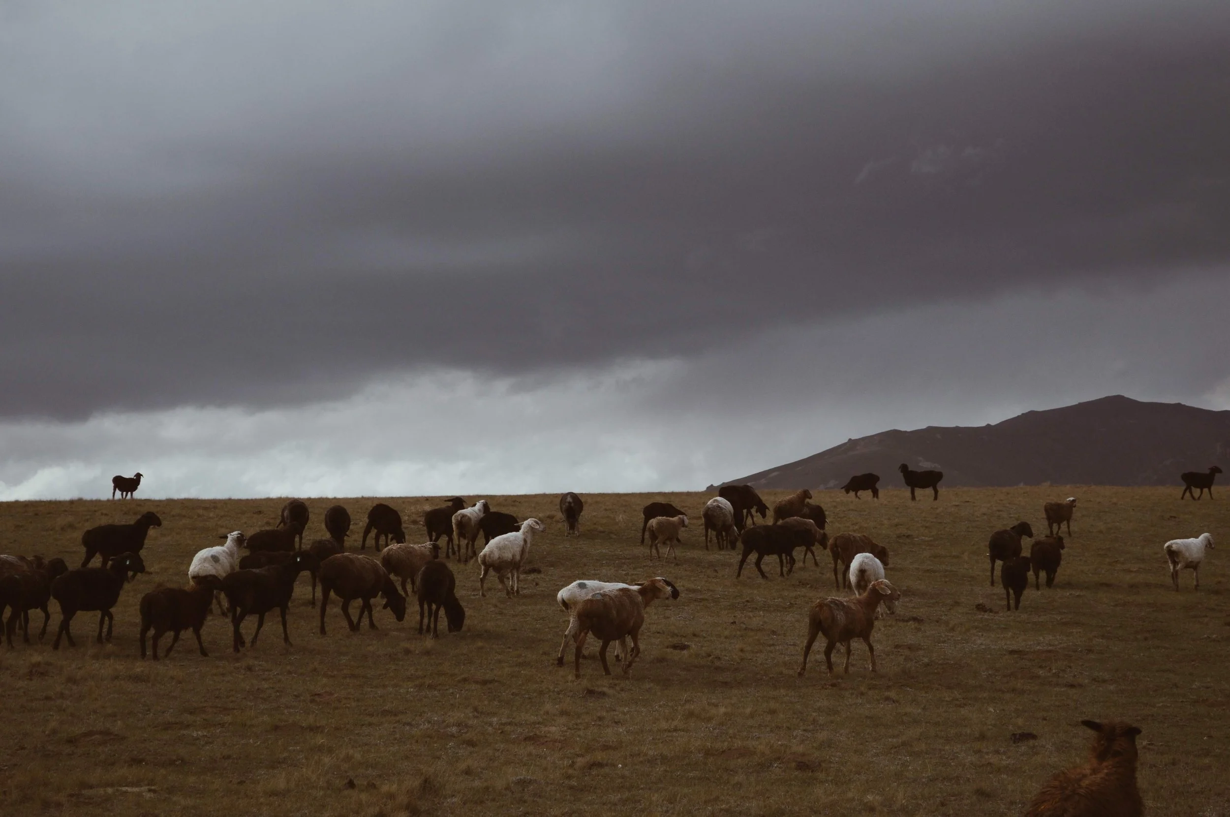 A flock of sheep and goats grazing on a grassy plain under a dark, cloudy sky, with mountains in the background.