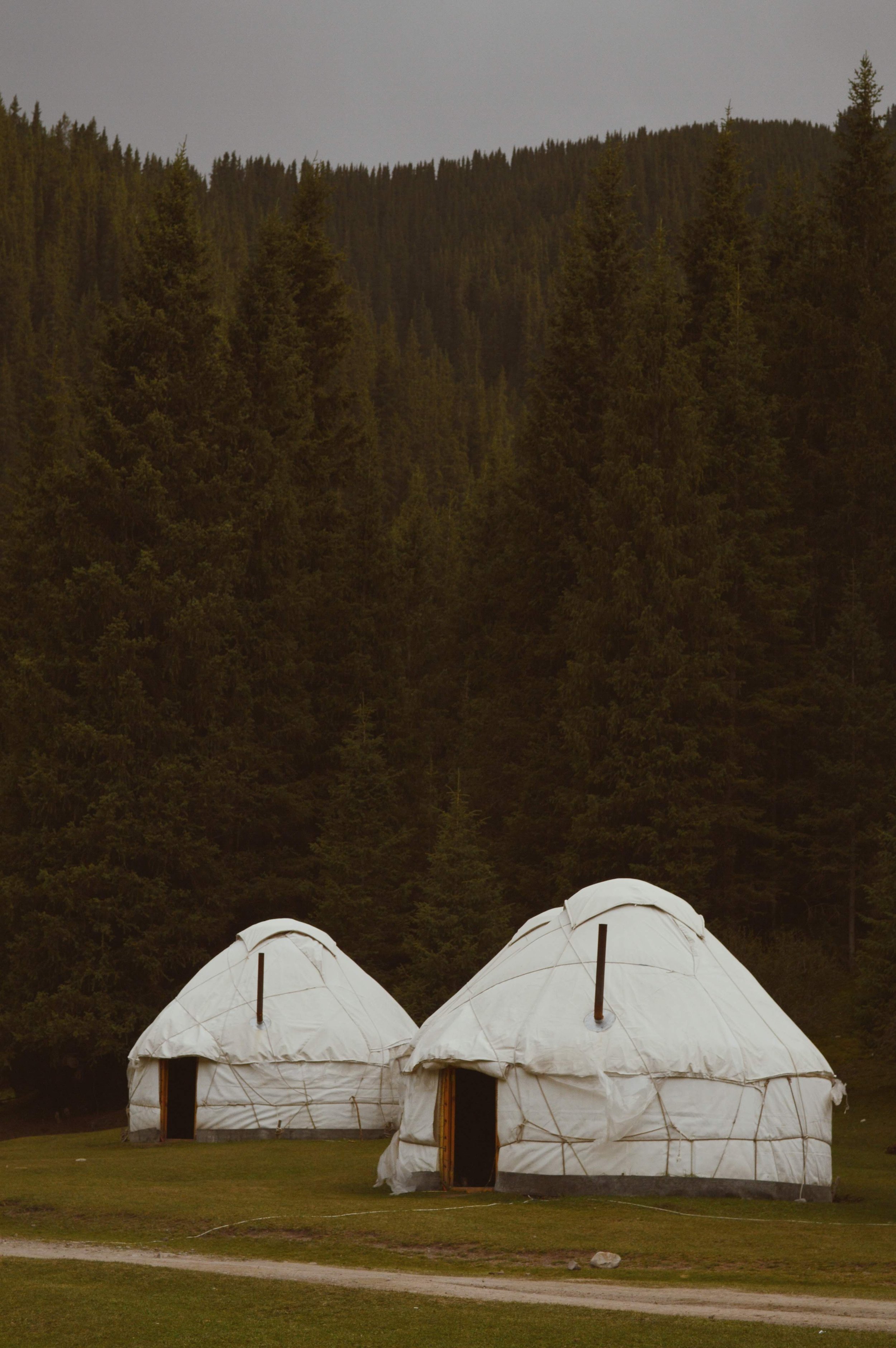 Three white yurts on a grassy area with a background of dense green pine trees and a cloudy sky.