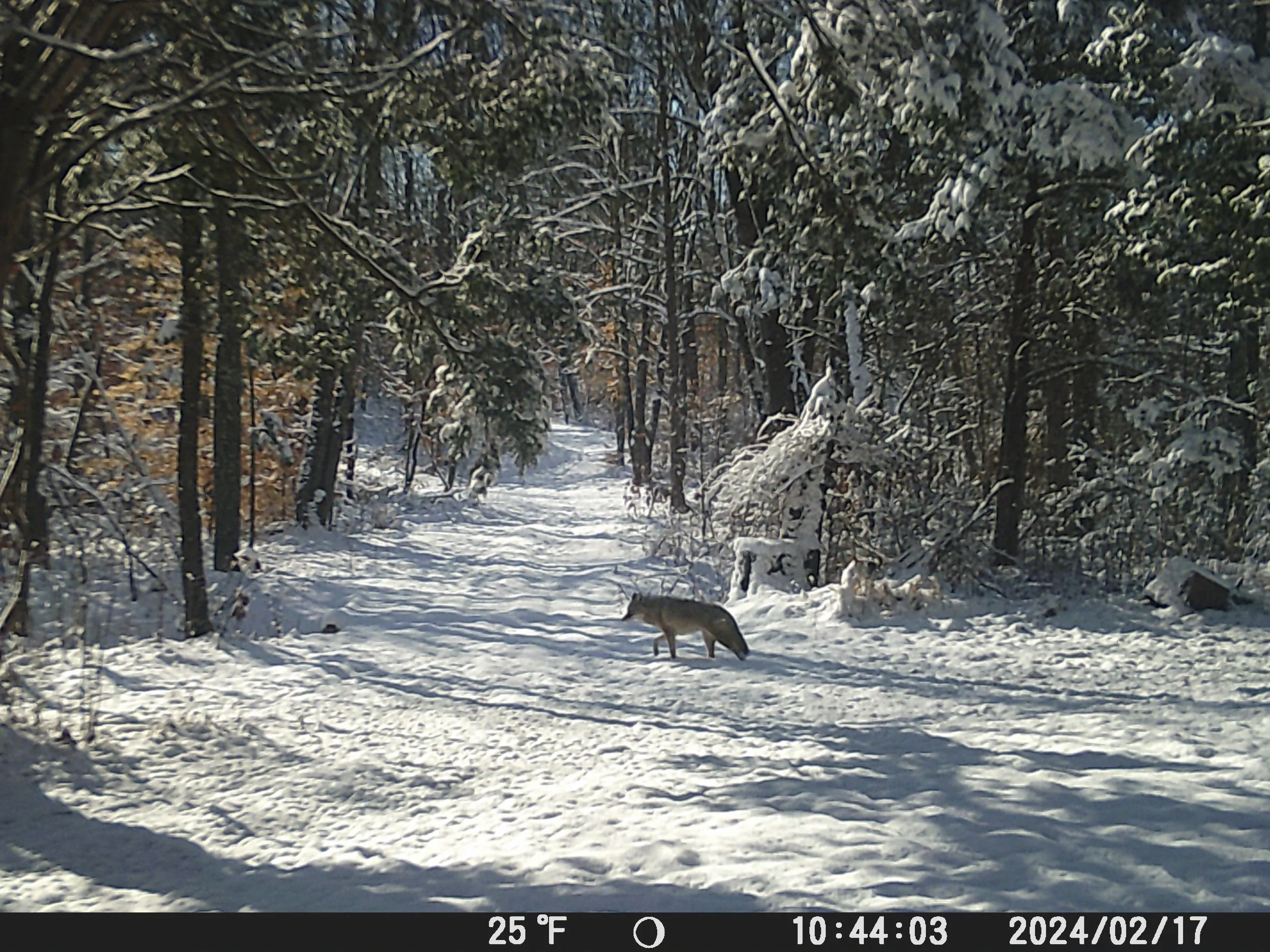 ThreeCreeksCrossing-TrailCam_2.JPG