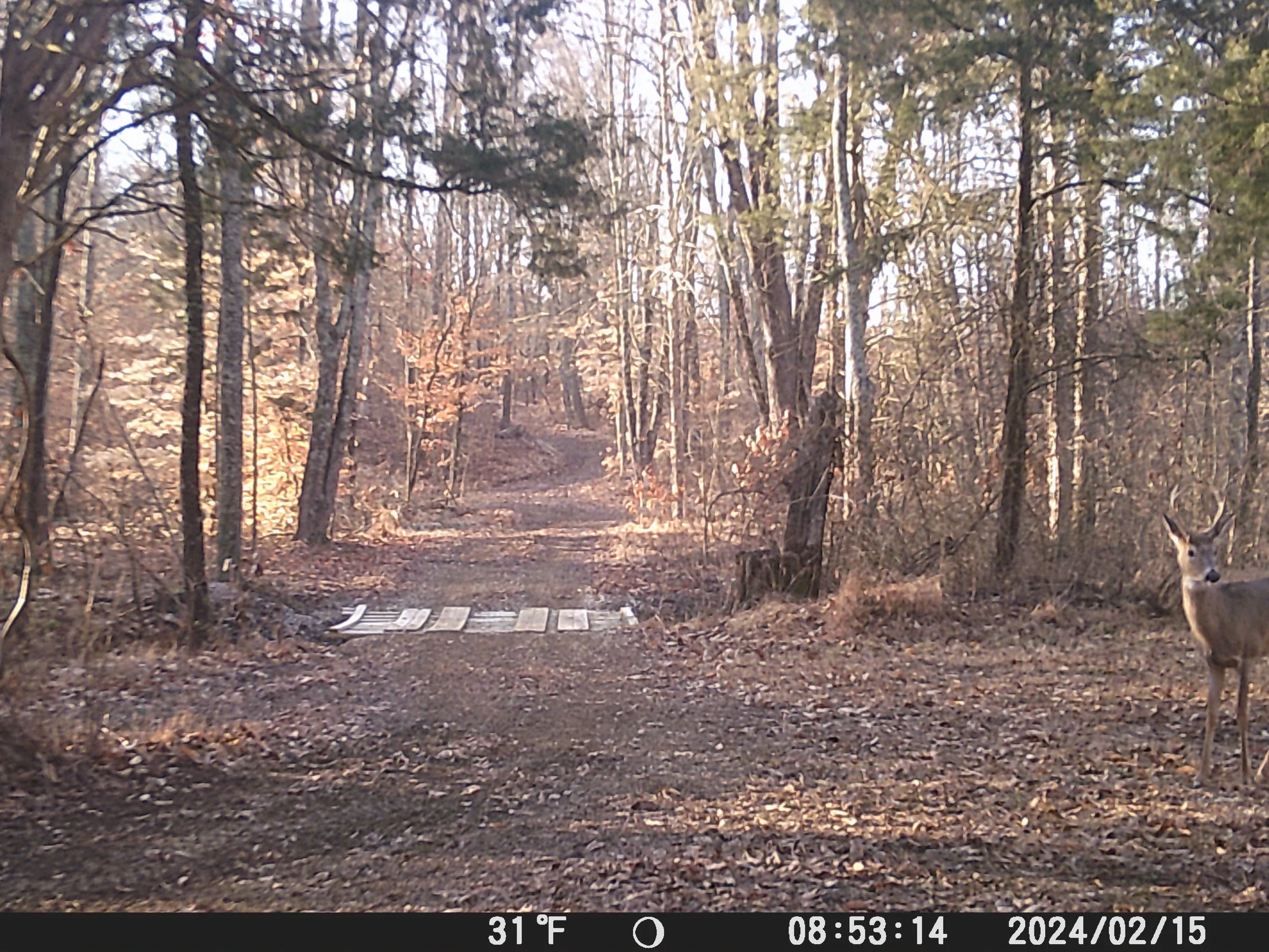 ThreeCreeksCrossing-TrailCam_1.JPG