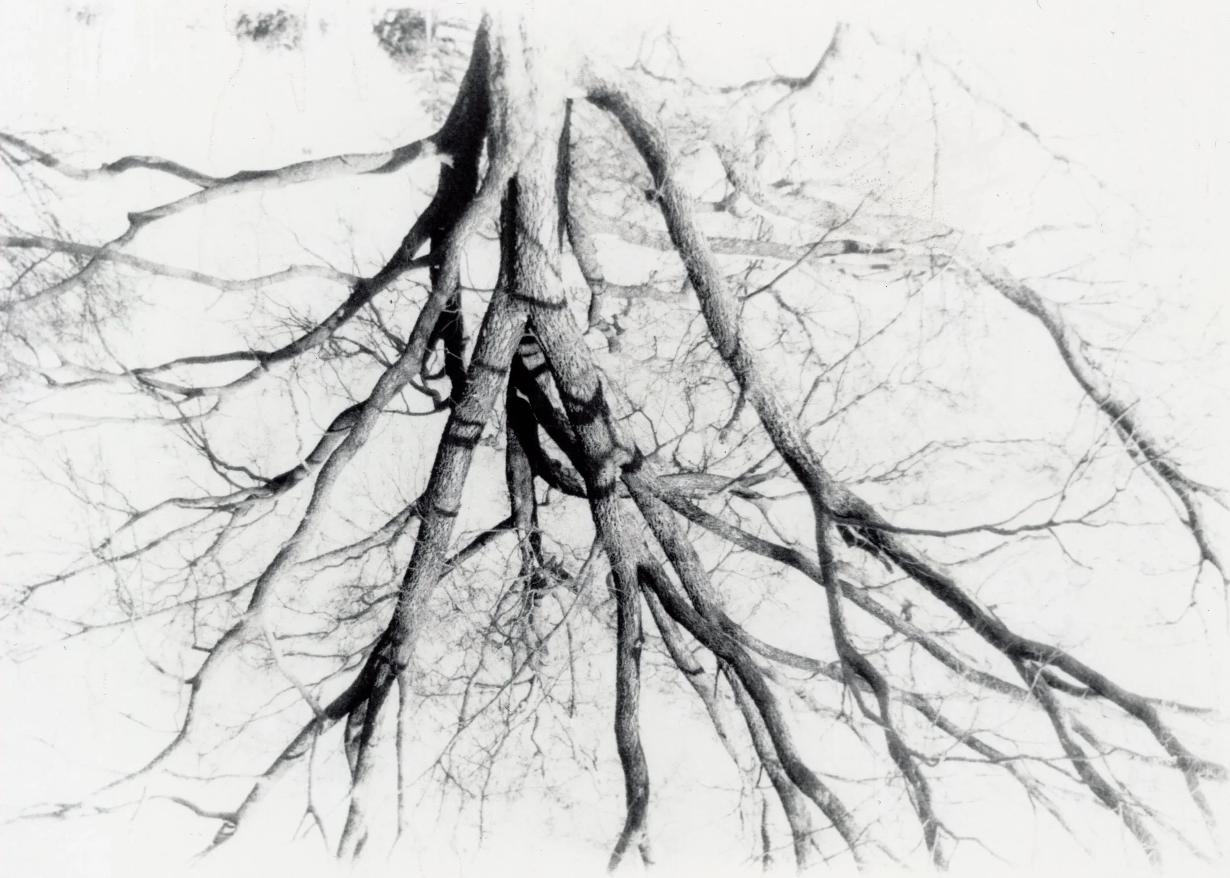 2024 𖦹 35mm on silver gelatin paper