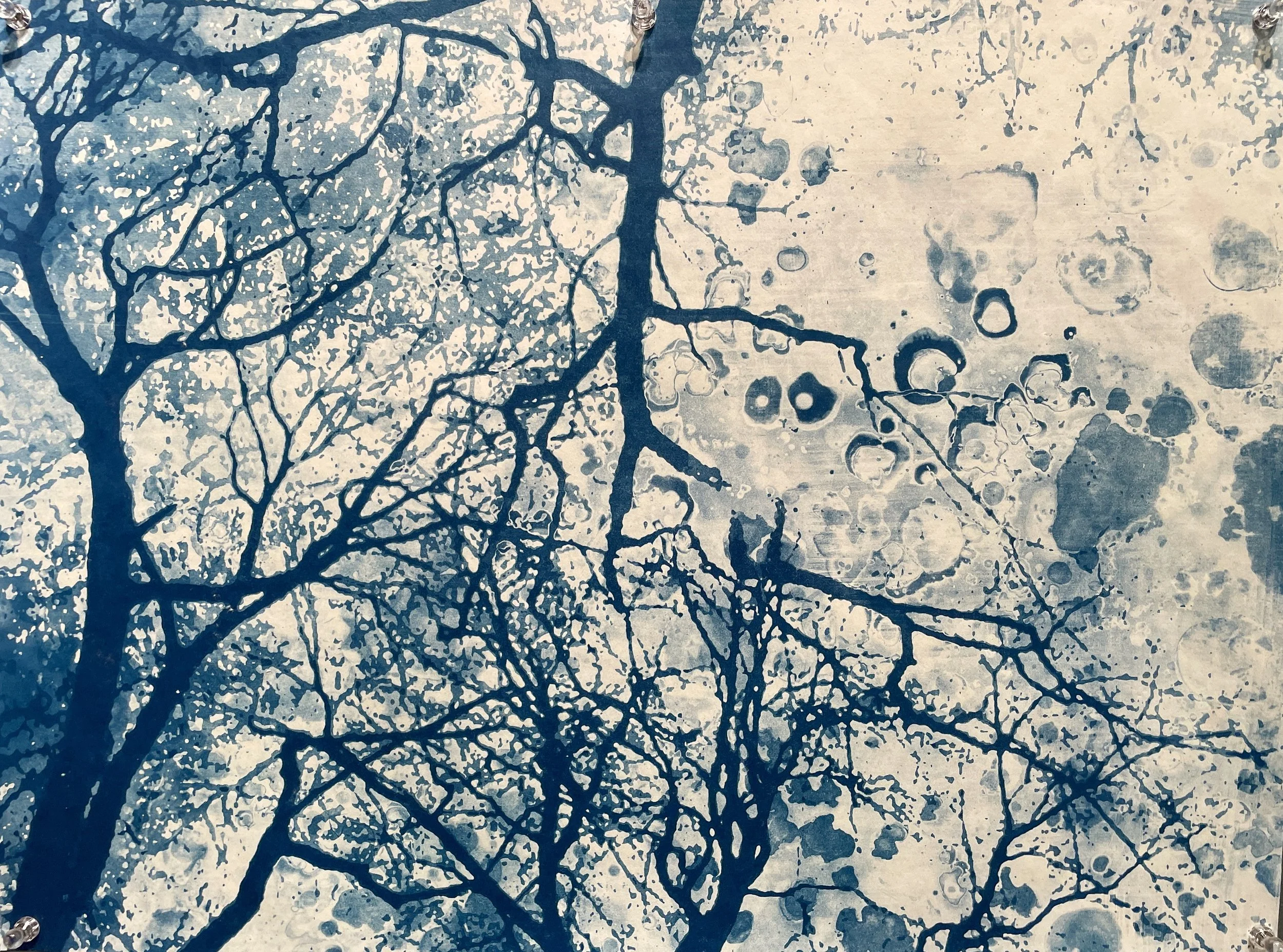 2025 𖦹 cyanotype