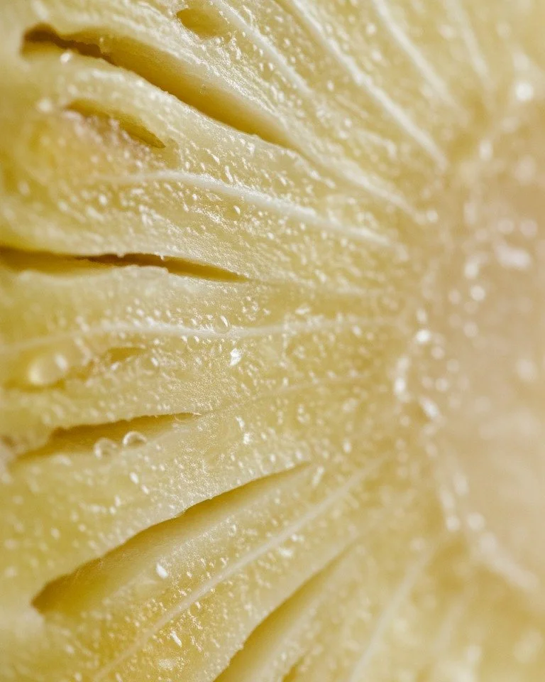 Meet the Star of MOLT: Enzymes.
Proteolytic enzymes like Bromelain and Papain are the biological 'quality control.' They digest internal inflammation and clear the path for repair.

Master Protocol download link in bio.

#MOLTSkincare #BioRenewal #Th