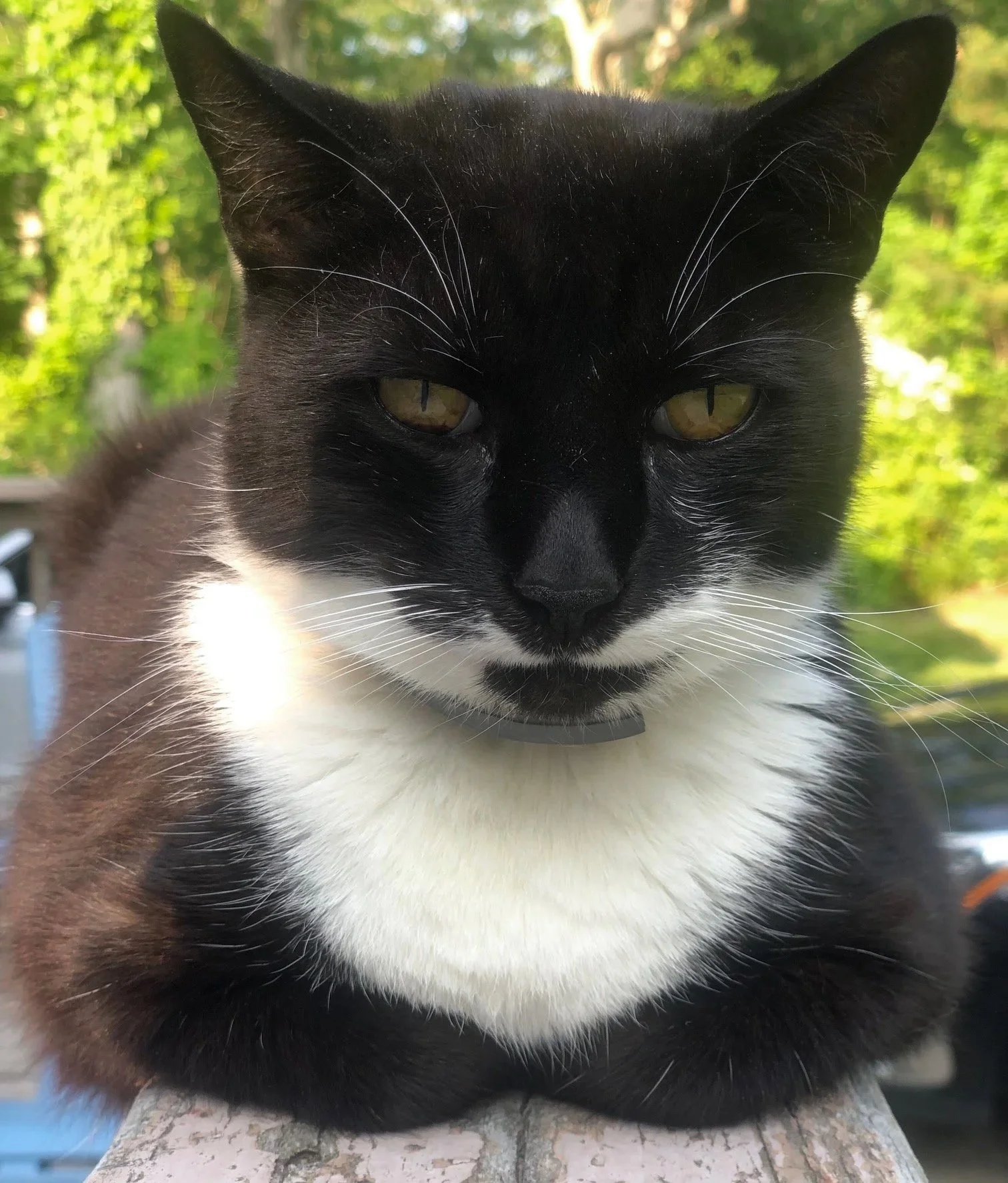 Close-up of a black and white cat with yellow eyes, outdoors with greenery in the background.
