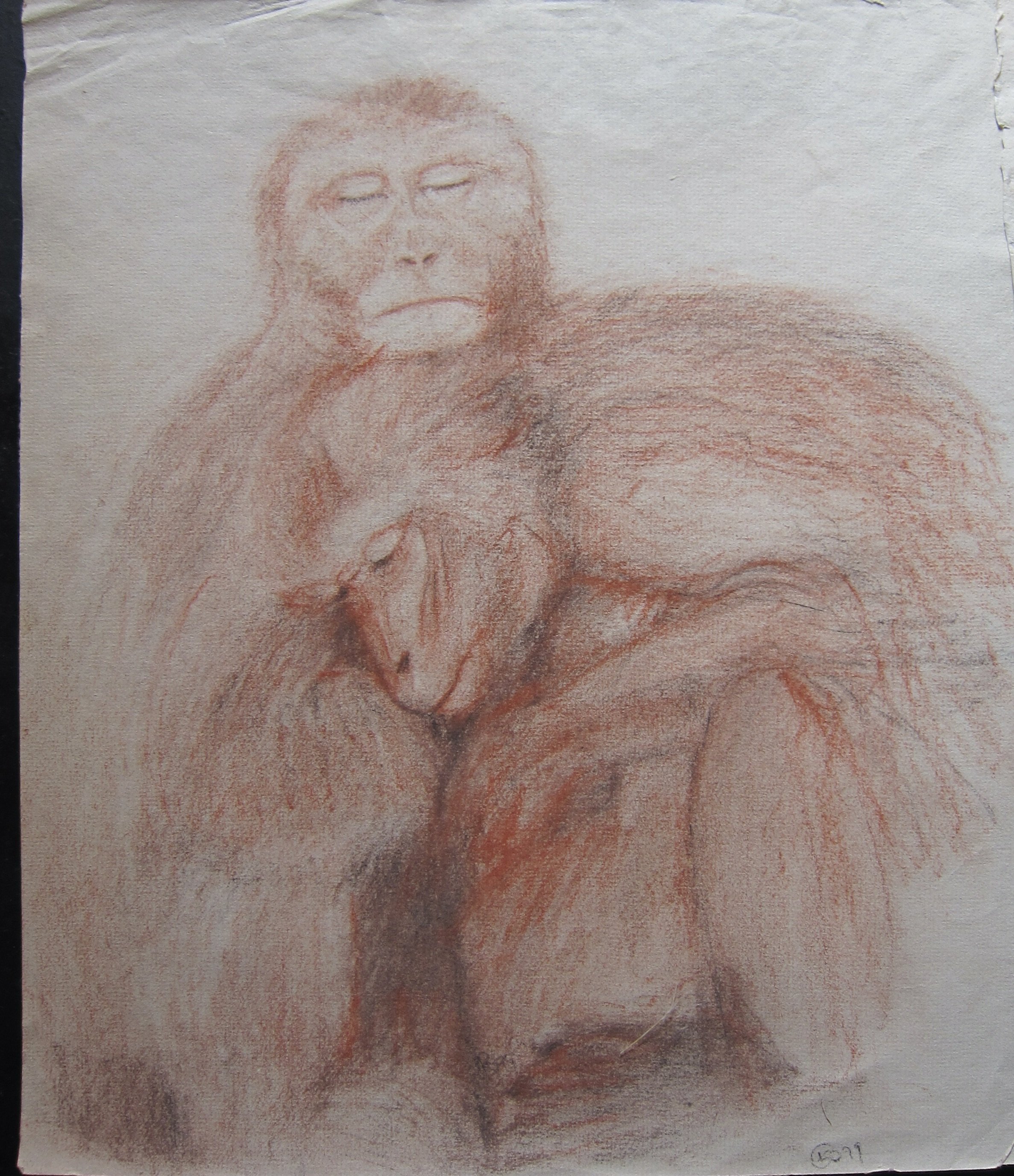 Serenity in Nature: Ape Portrait