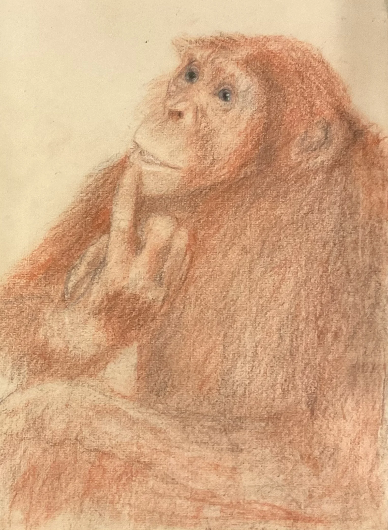 Reflective Primate