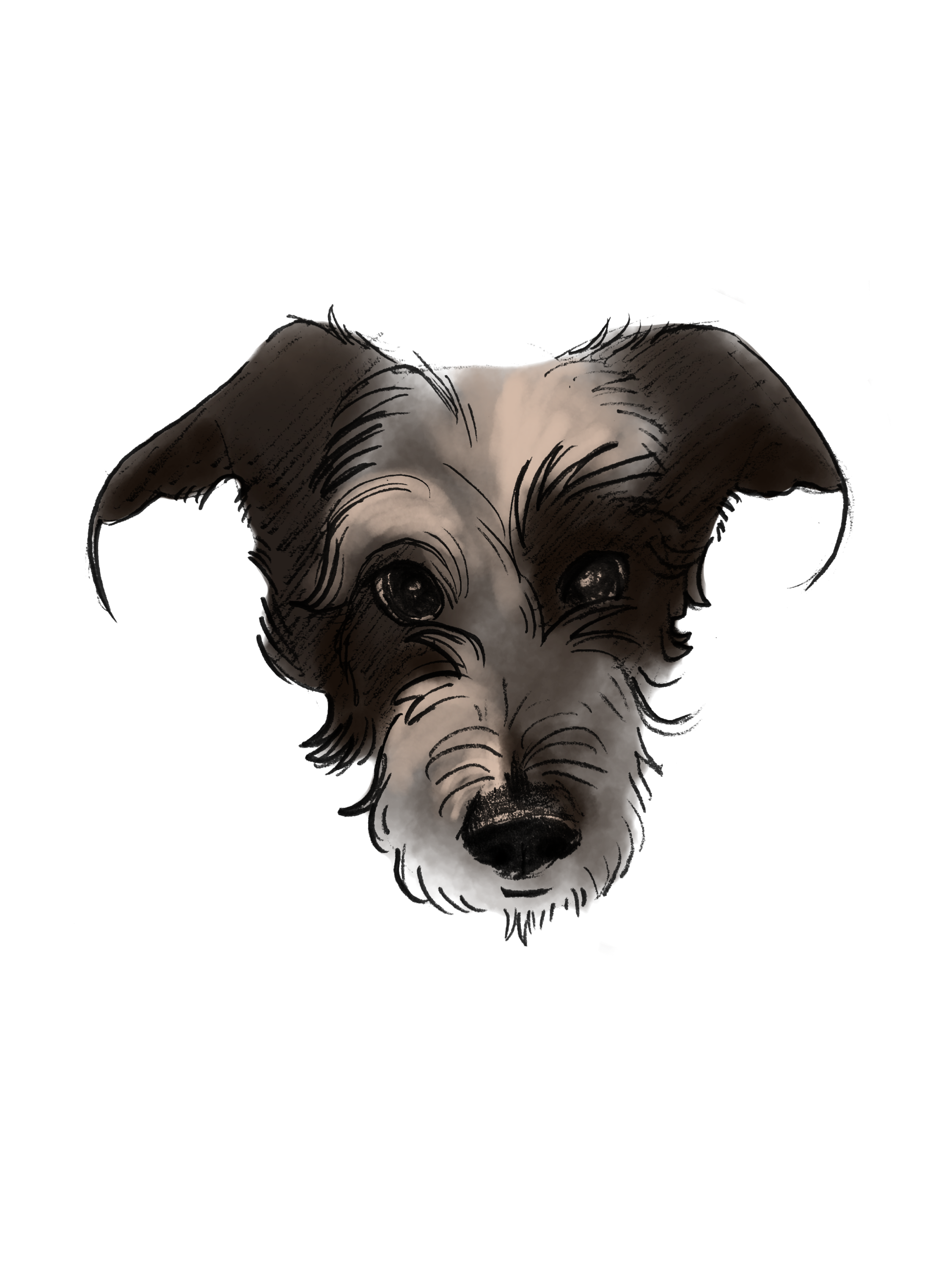 Animal headshots