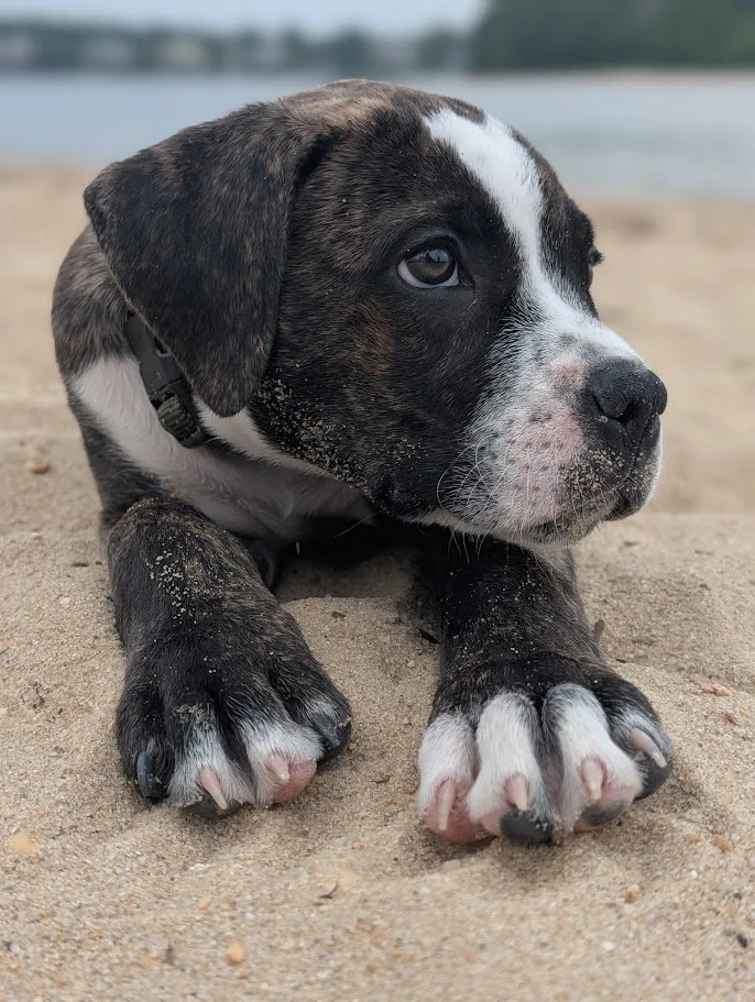 A cute puppy with black, white, and brindle fur puppy lying on sandy beach with a body of water in the background.