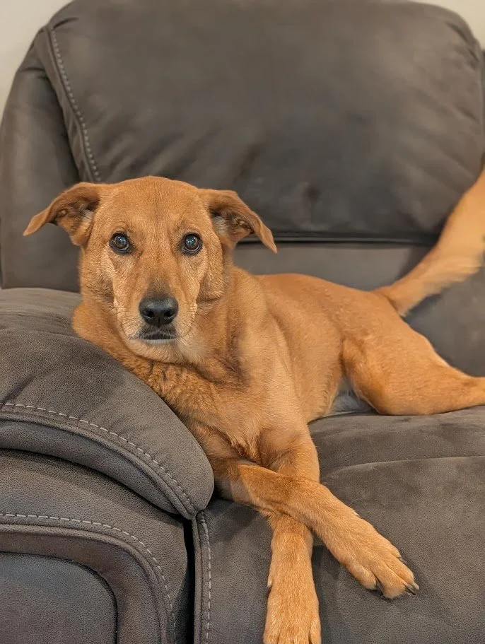 A brown dog lying on a dark gray couch, looking at the camera.