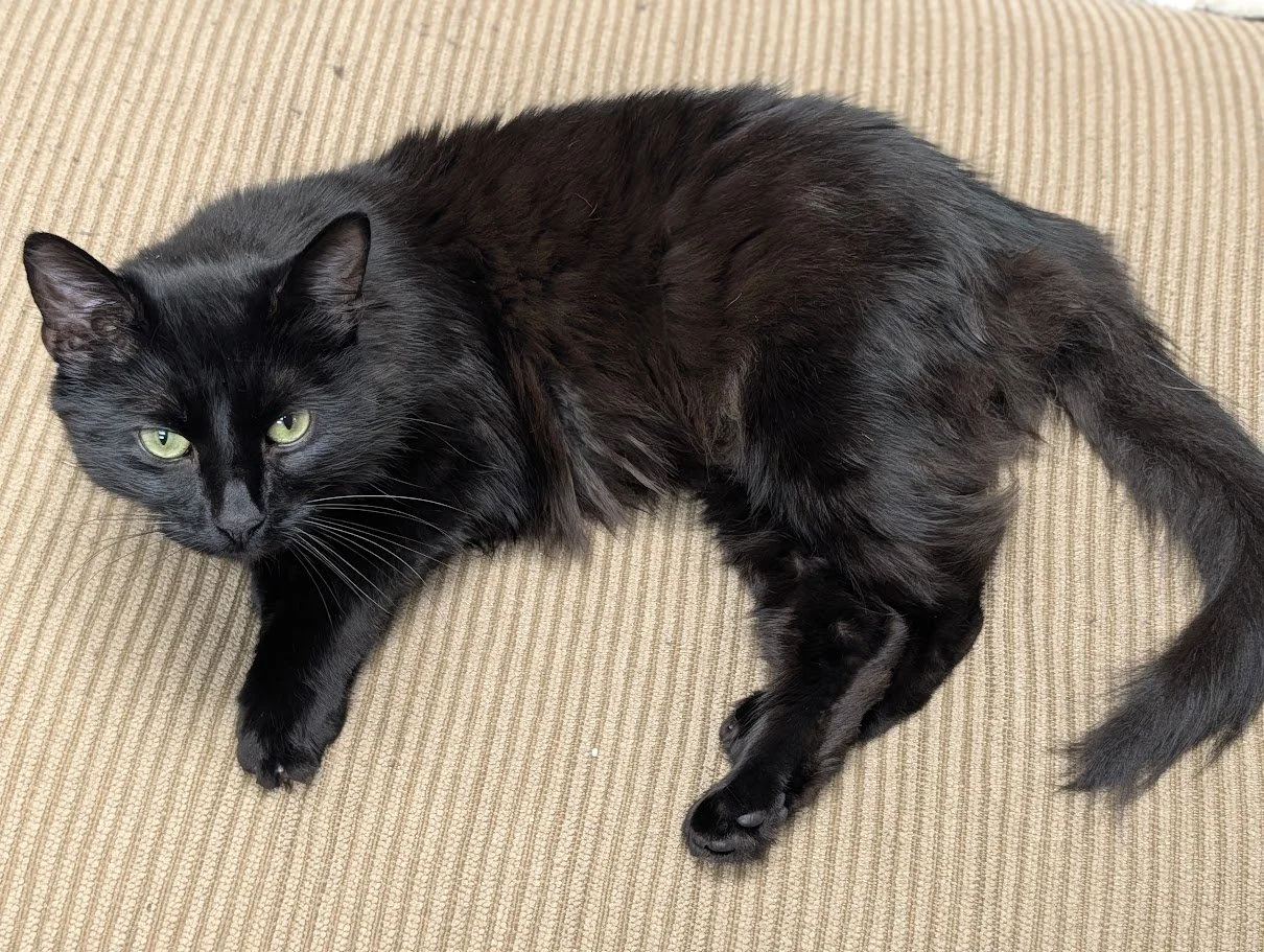 A black cat lying on a striped beige and brown couch, looking toward the camera with green eyes.