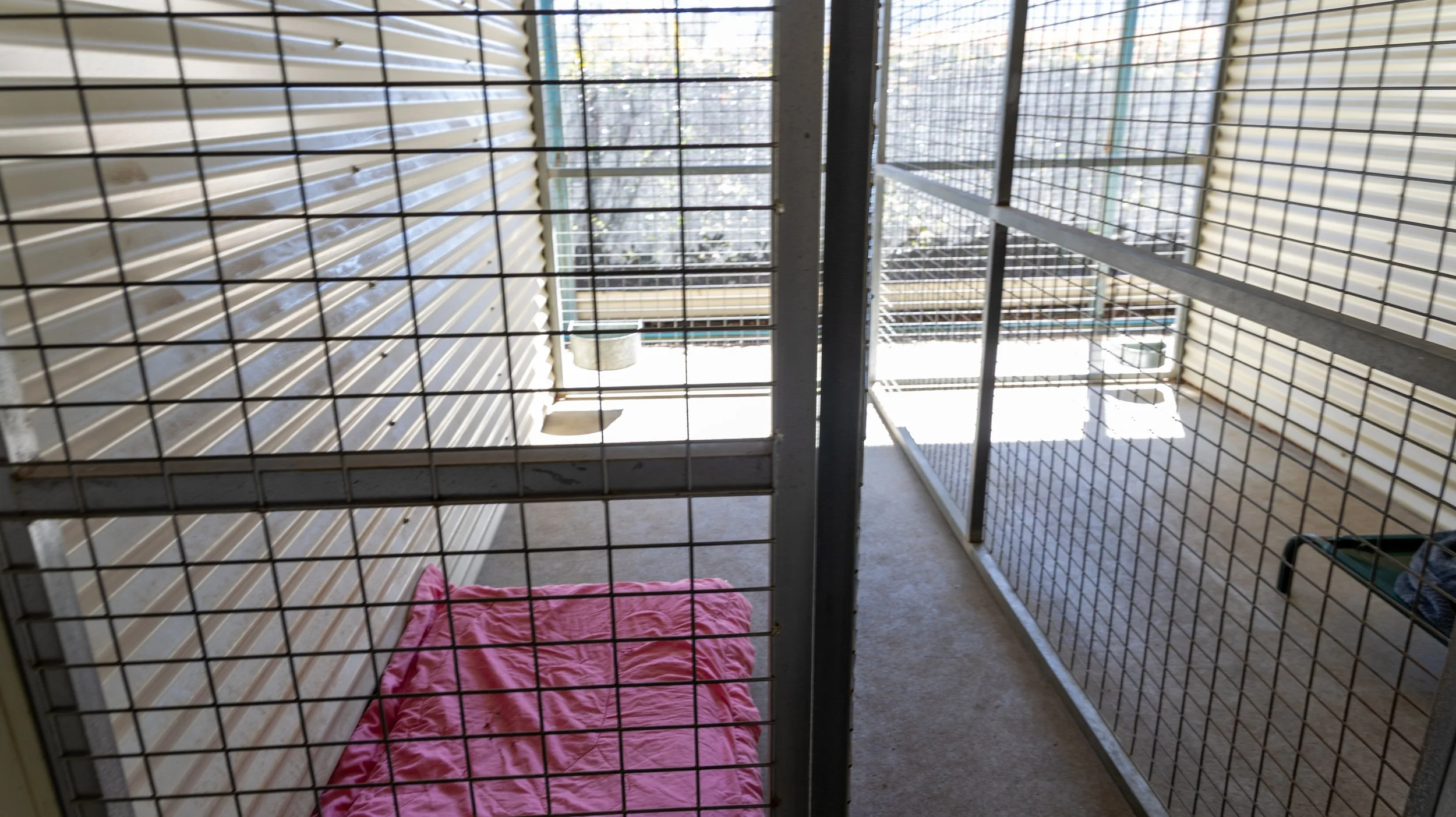 View of a fenced outdoor enclosure with a pink blanket on the concrete floor and some bedding or cloth hanging on the side, sunlight coming through the metal and wire fencing.