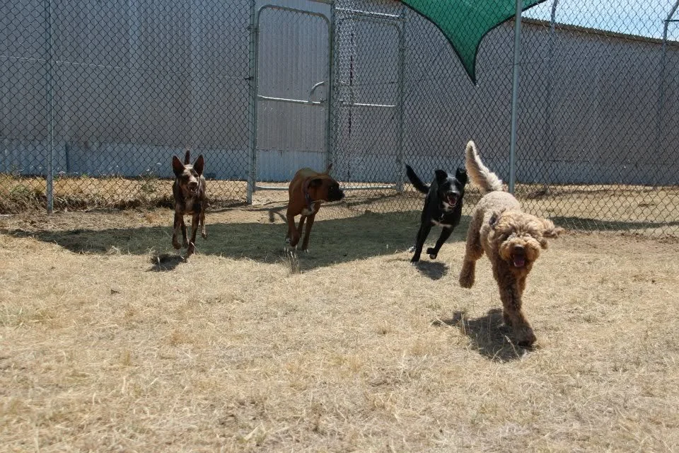 Four dogs running in a fenced outdoor area with a green umbrella overhead.