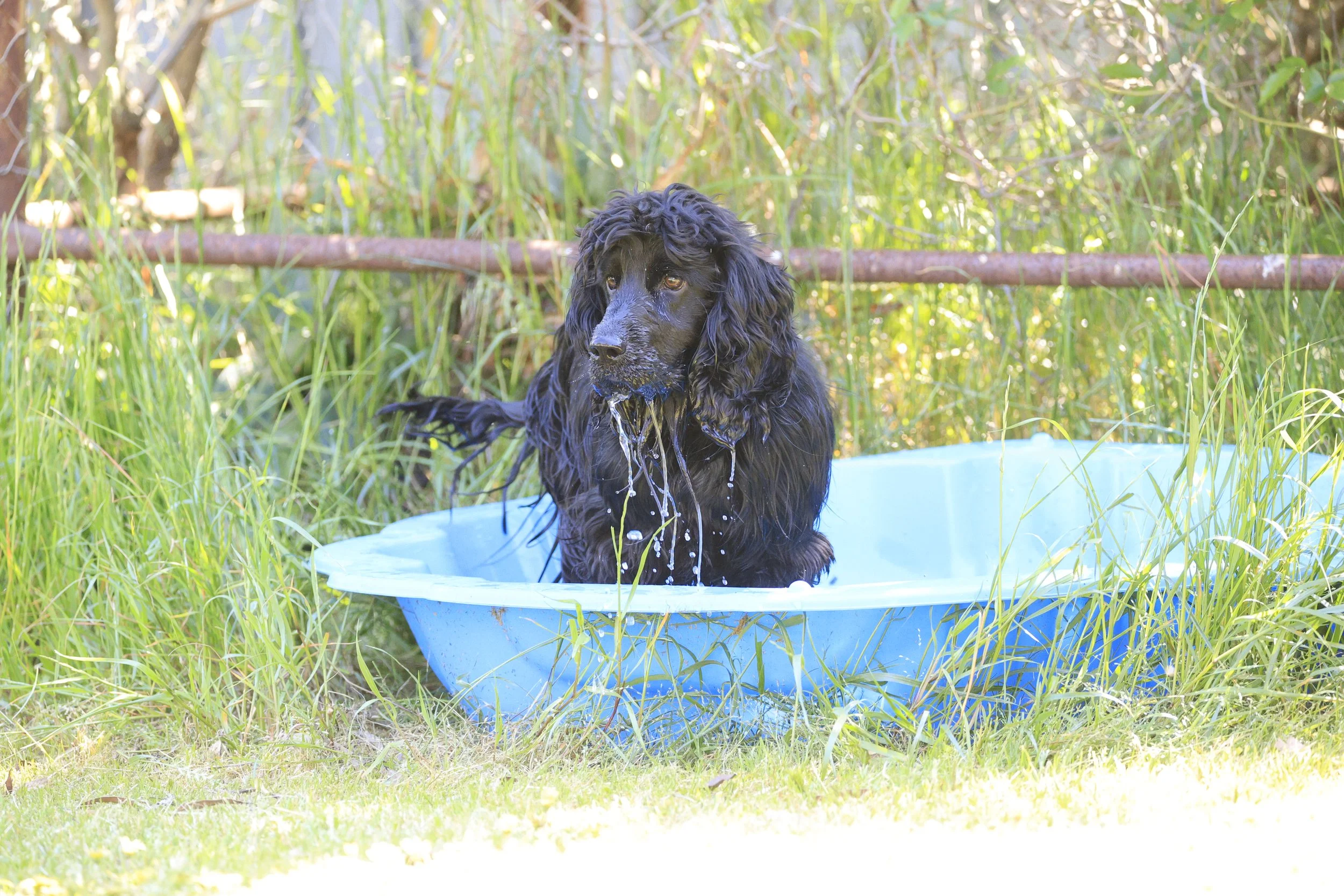 A black dog with curly fur sitting in a blue plastic tub outdoors, surrounded by green grass and tall plants, with a wooden log in the background.