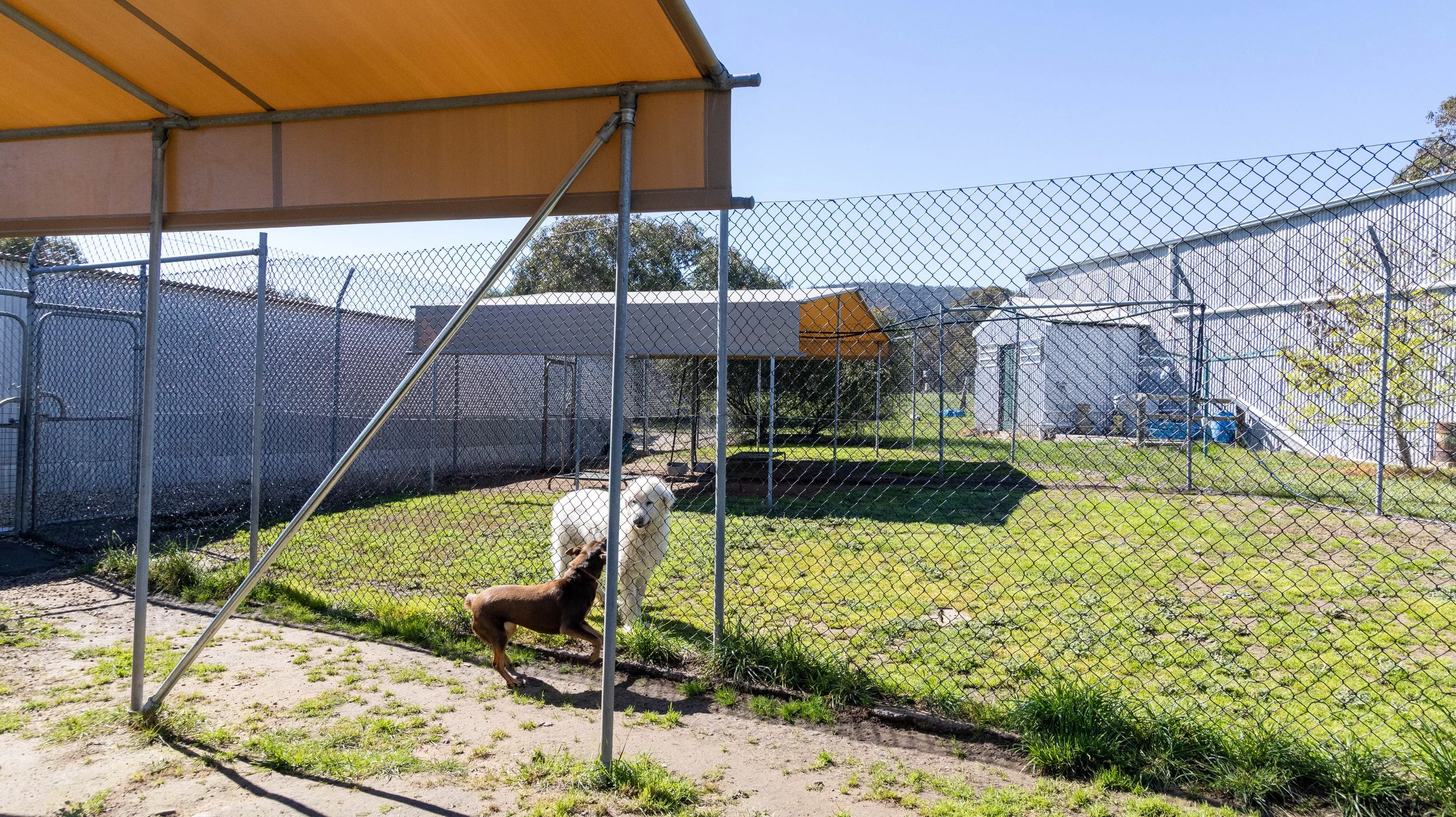 A fenced outdoor dog enclosure with two dogs, a white dog and a brown dog, playing on the grass. There are structures and sheds within the enclosure and a house in the background with stairs leading up to the entrance.