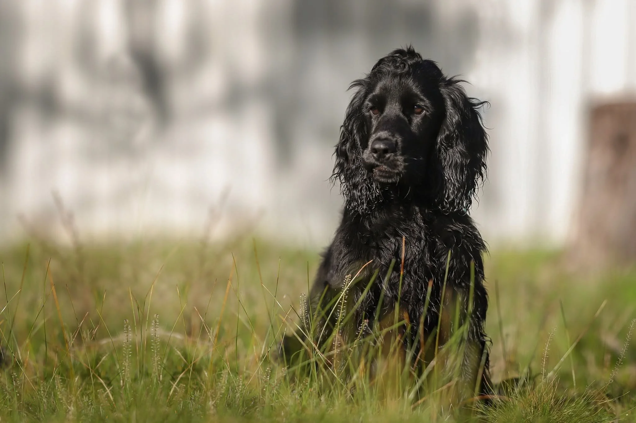 A black dog with long, curly ears sitting in tall grass outdoors.
