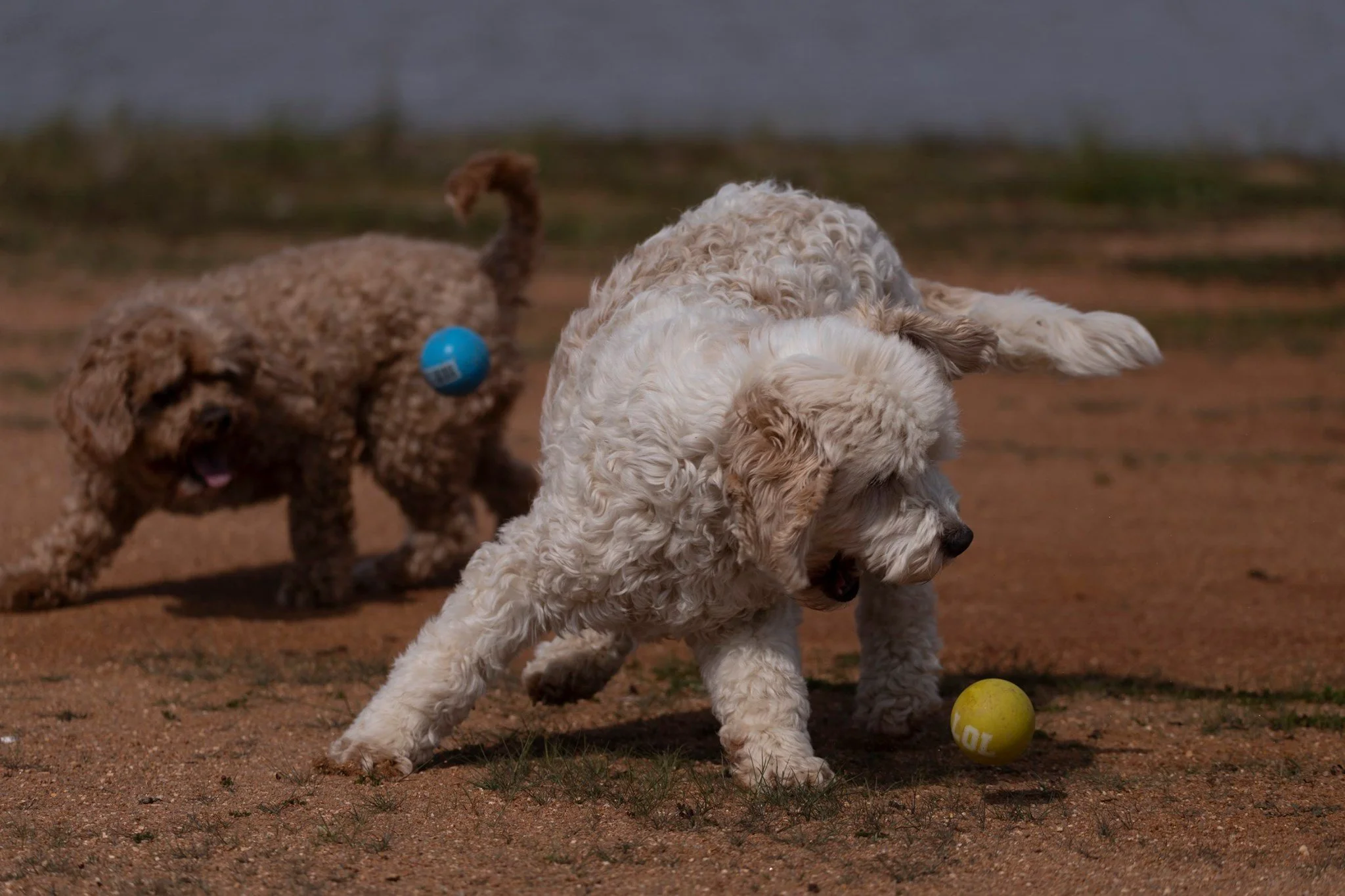 Four puppies playing on a dirt ground with a blue ball and a yellow ball nearby, with a body of water in the background.