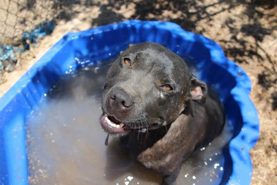 Dog sitting in a blue plastic wading pool filled with water and dirt, outdoors on dirt ground.