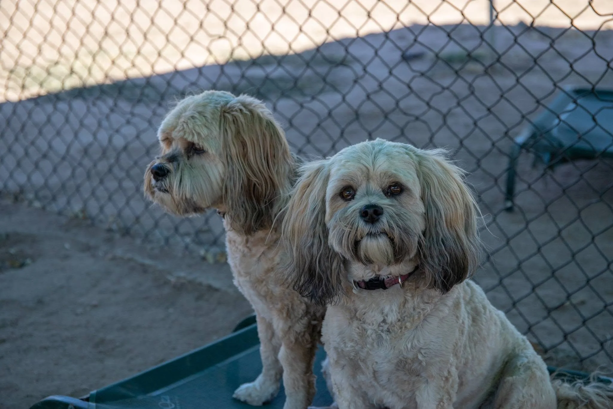 Two adorable dogs with long floppy ears and light-colored fur stand outdoors behind a chain-link fence, looking at something off-camera.