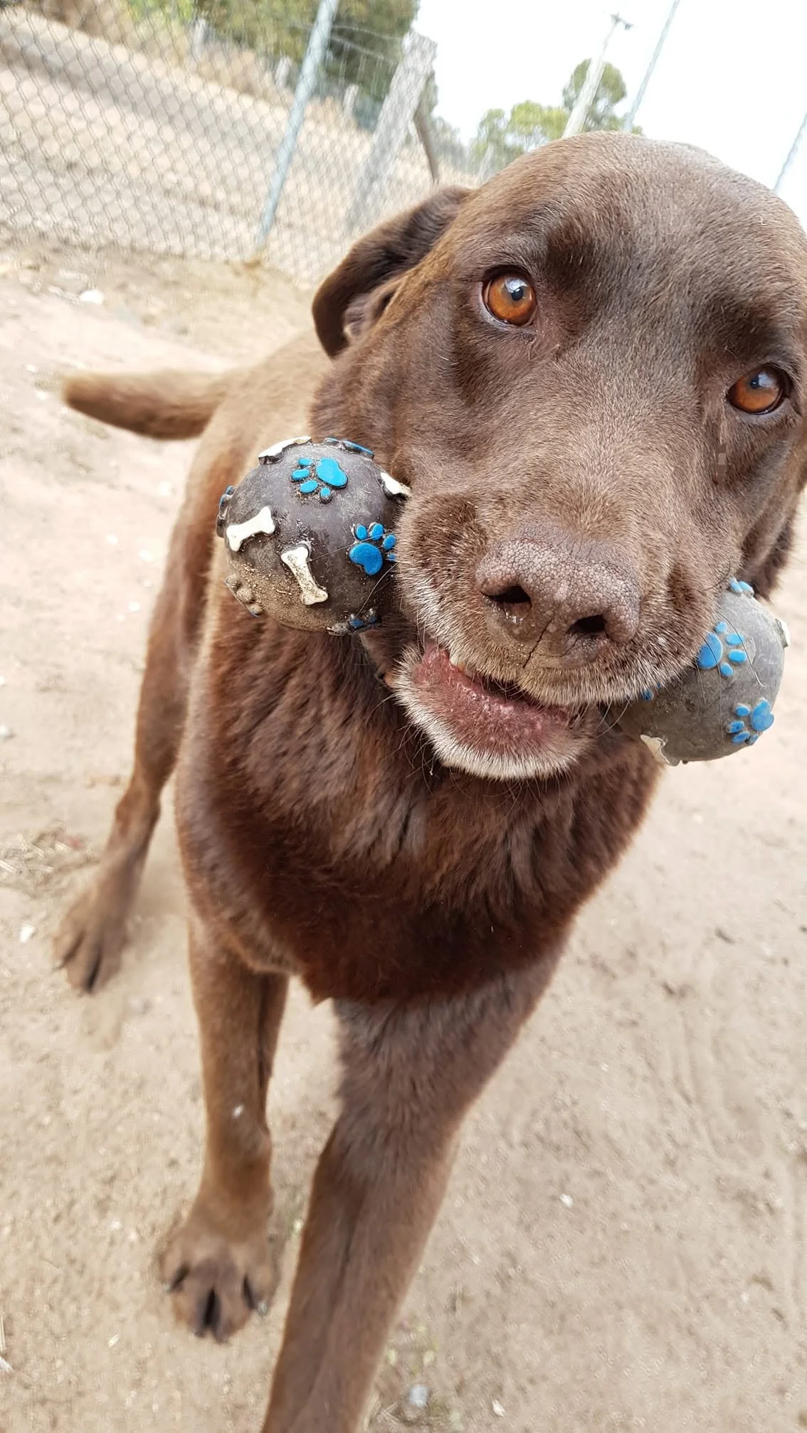Brown dog holding a black rubber ball with blue paw print and bone designs in its mouth at a park.