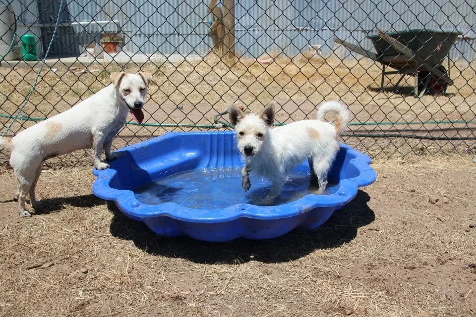 Two small dogs playing in a small blue plastic pool in a backyard enclosed by a chain-link fence.