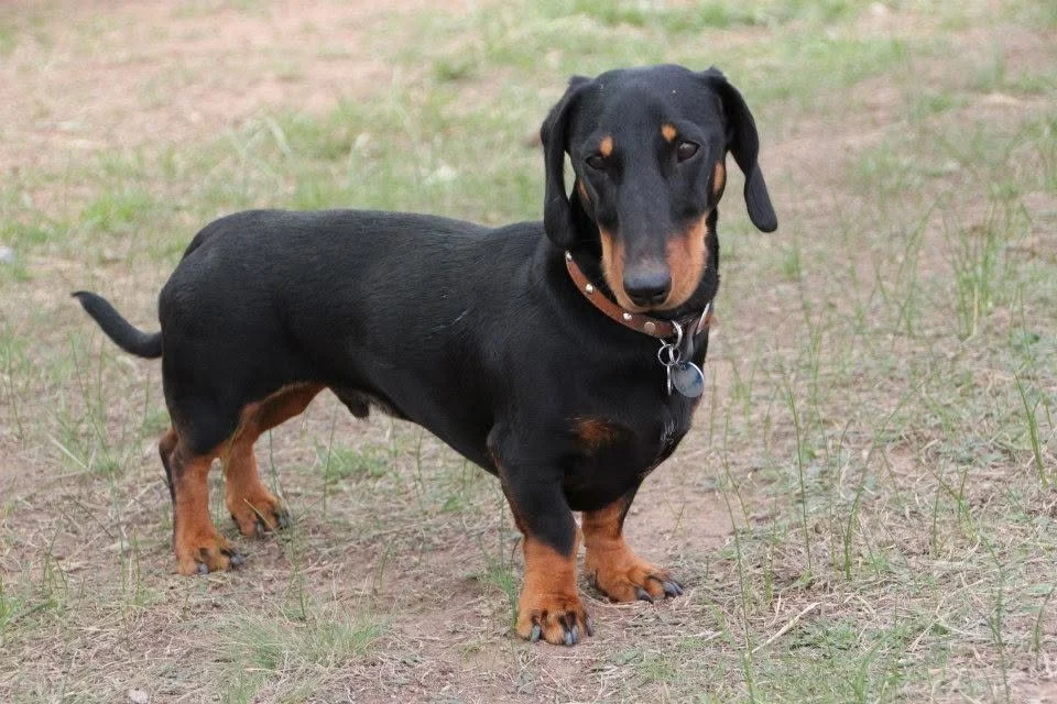 A black and tan dachshund dog standing on a patchy grassy field.