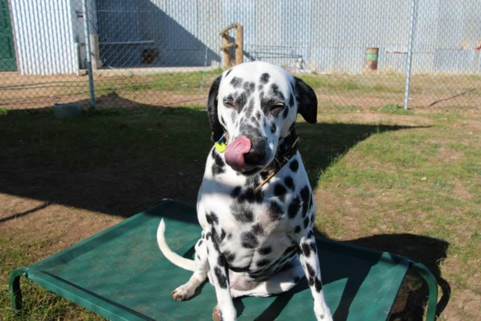 Dalmatian dog sitting on a green platform outdoors, licking its nose.